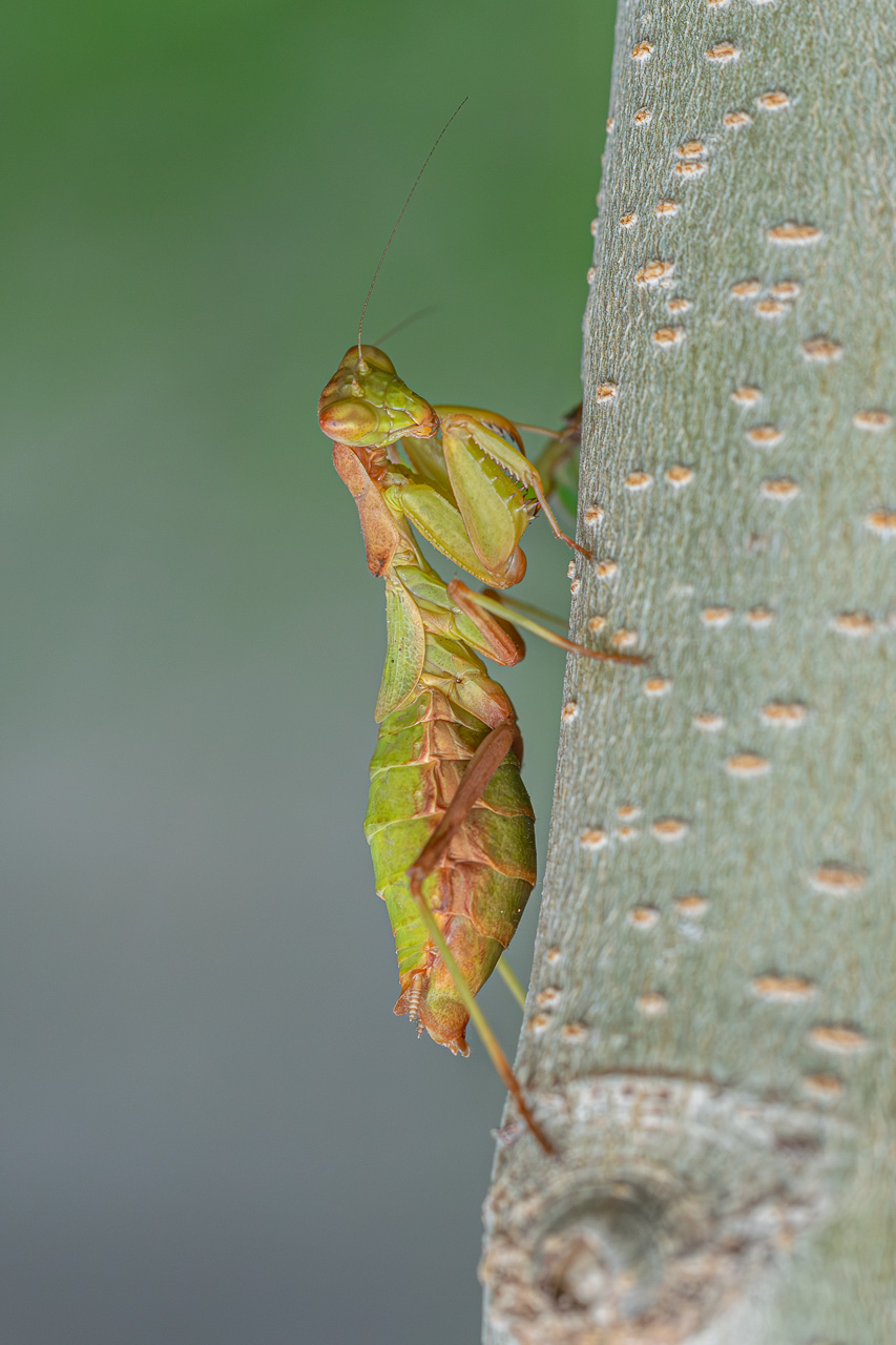Dwarf mantis