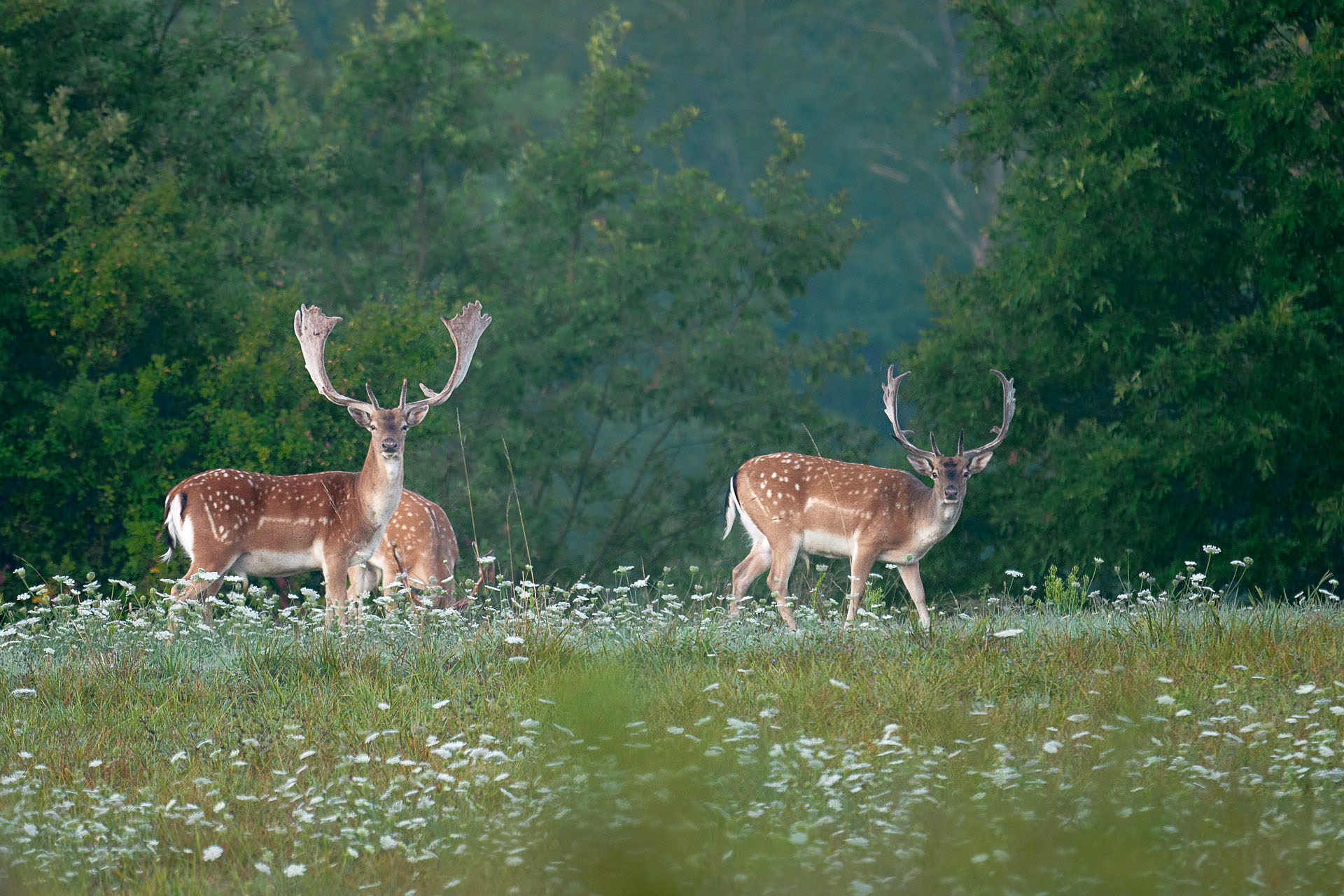 Fallow deer