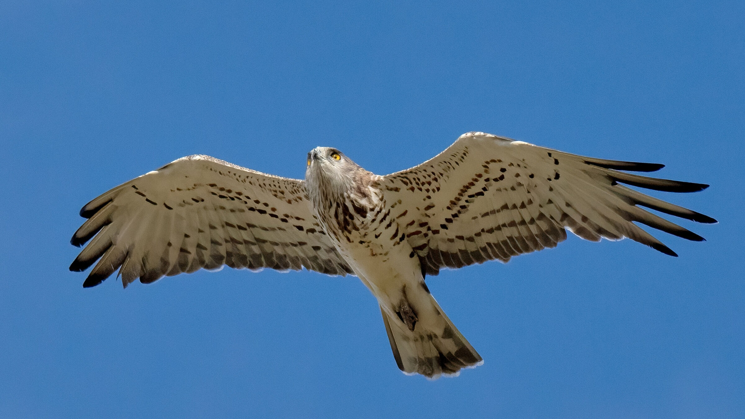 Biancone o Aquila dei serpenti (Circaetus gallicus)