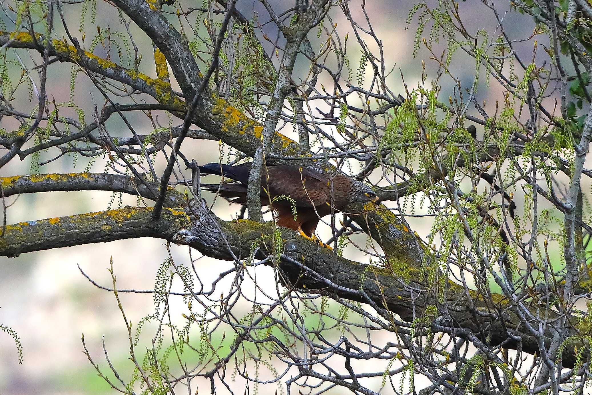 Nibbio bruno 29 marzo 2025 - 0260