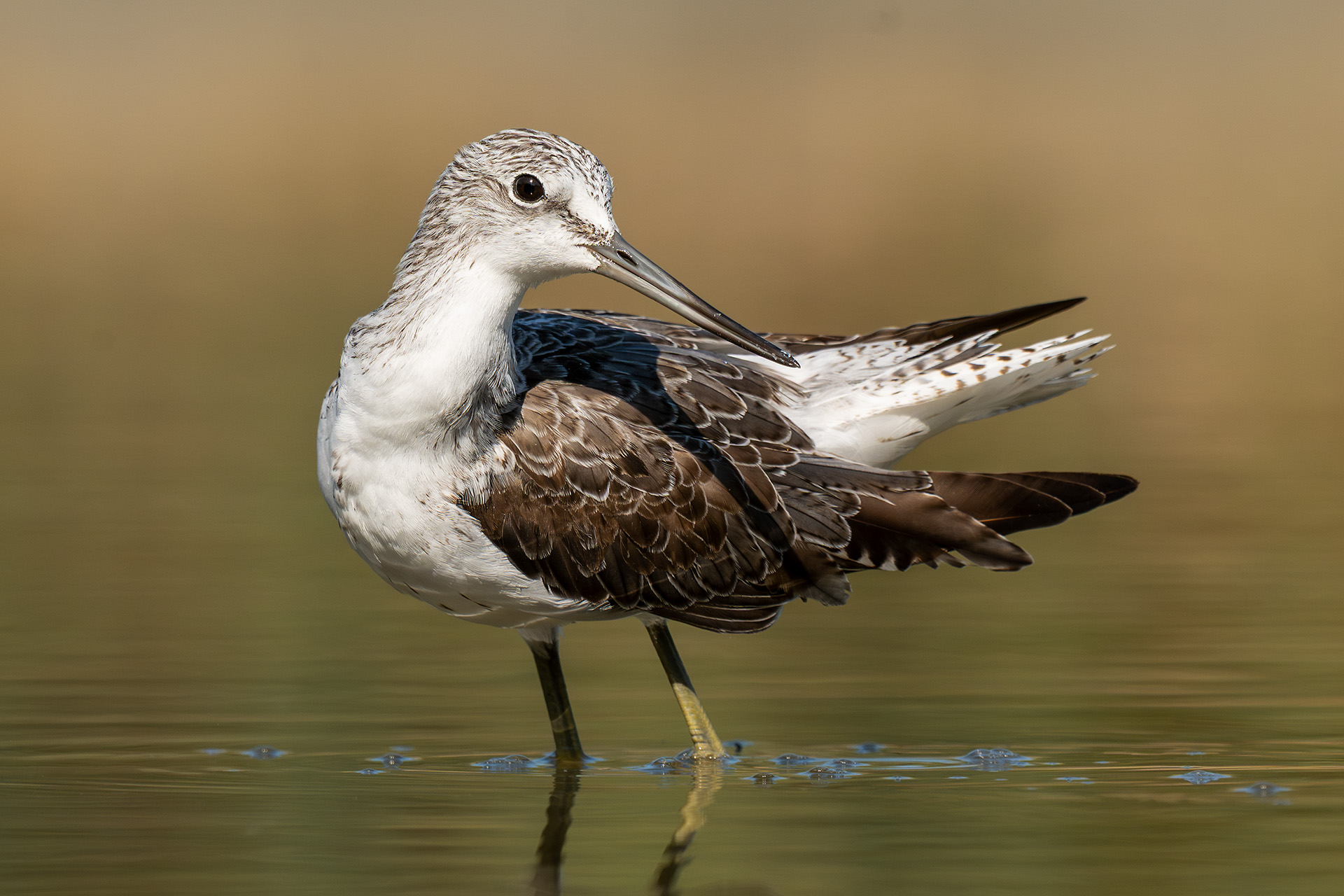 Cowl in plumage care