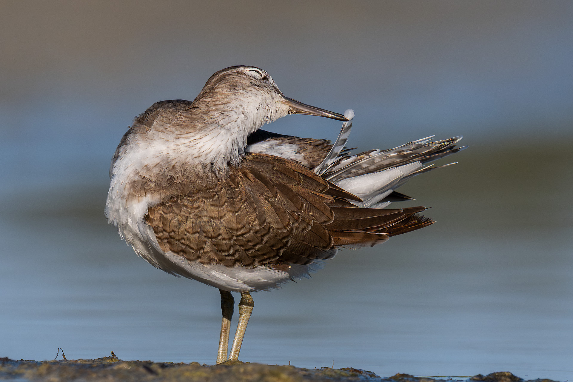 Common sandpiper in plumage care