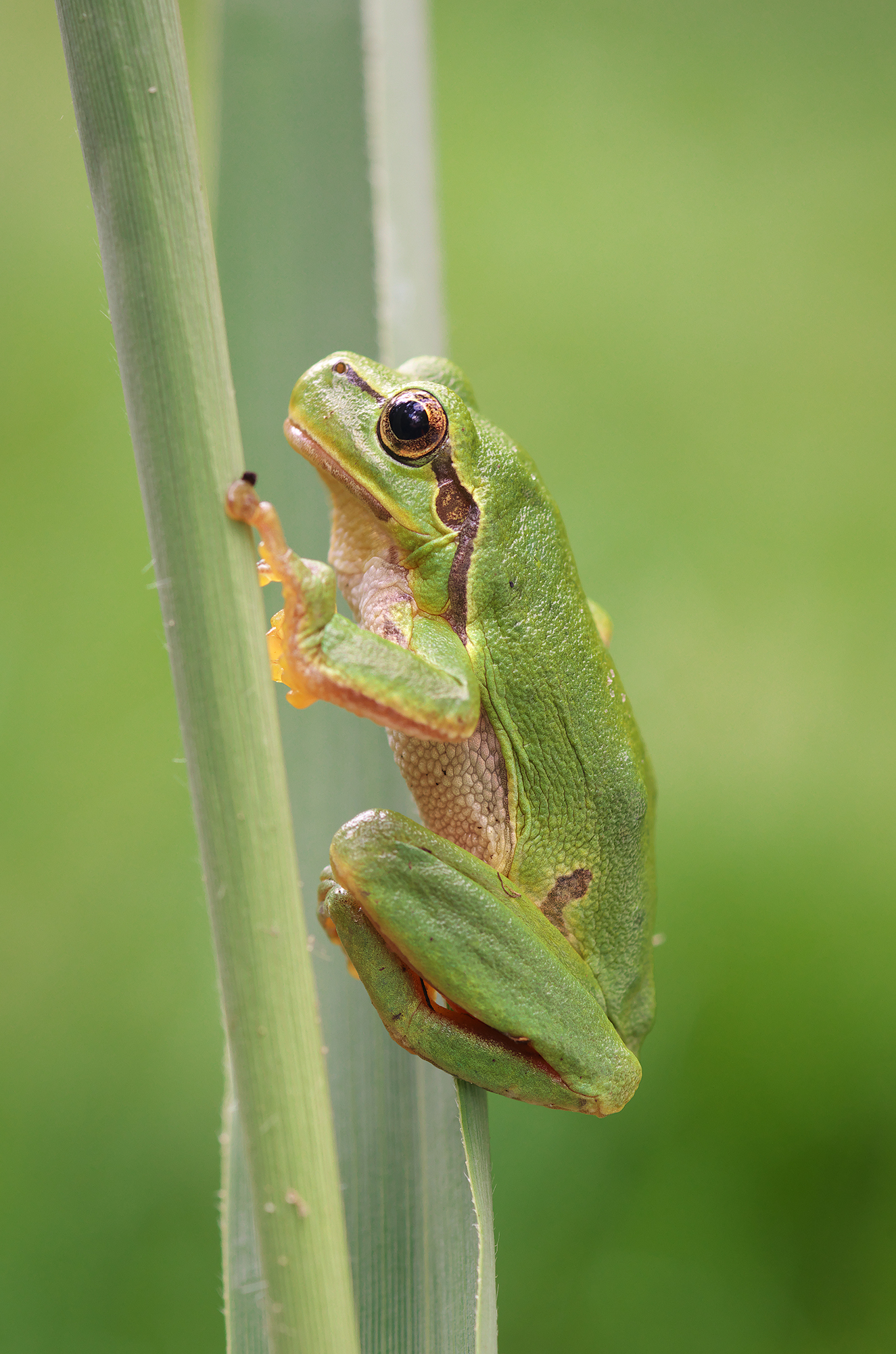 Hyla arborea