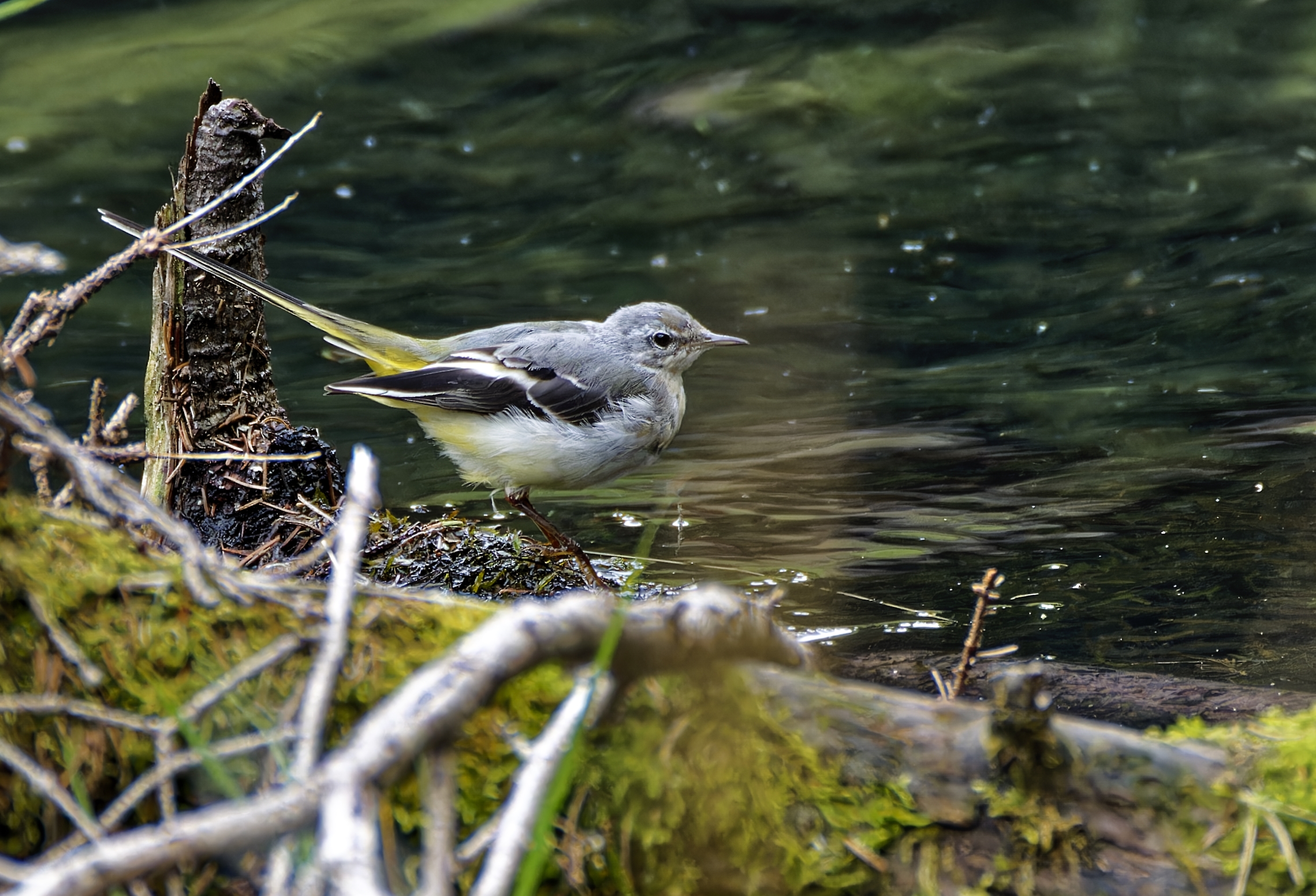Grey wagtail
