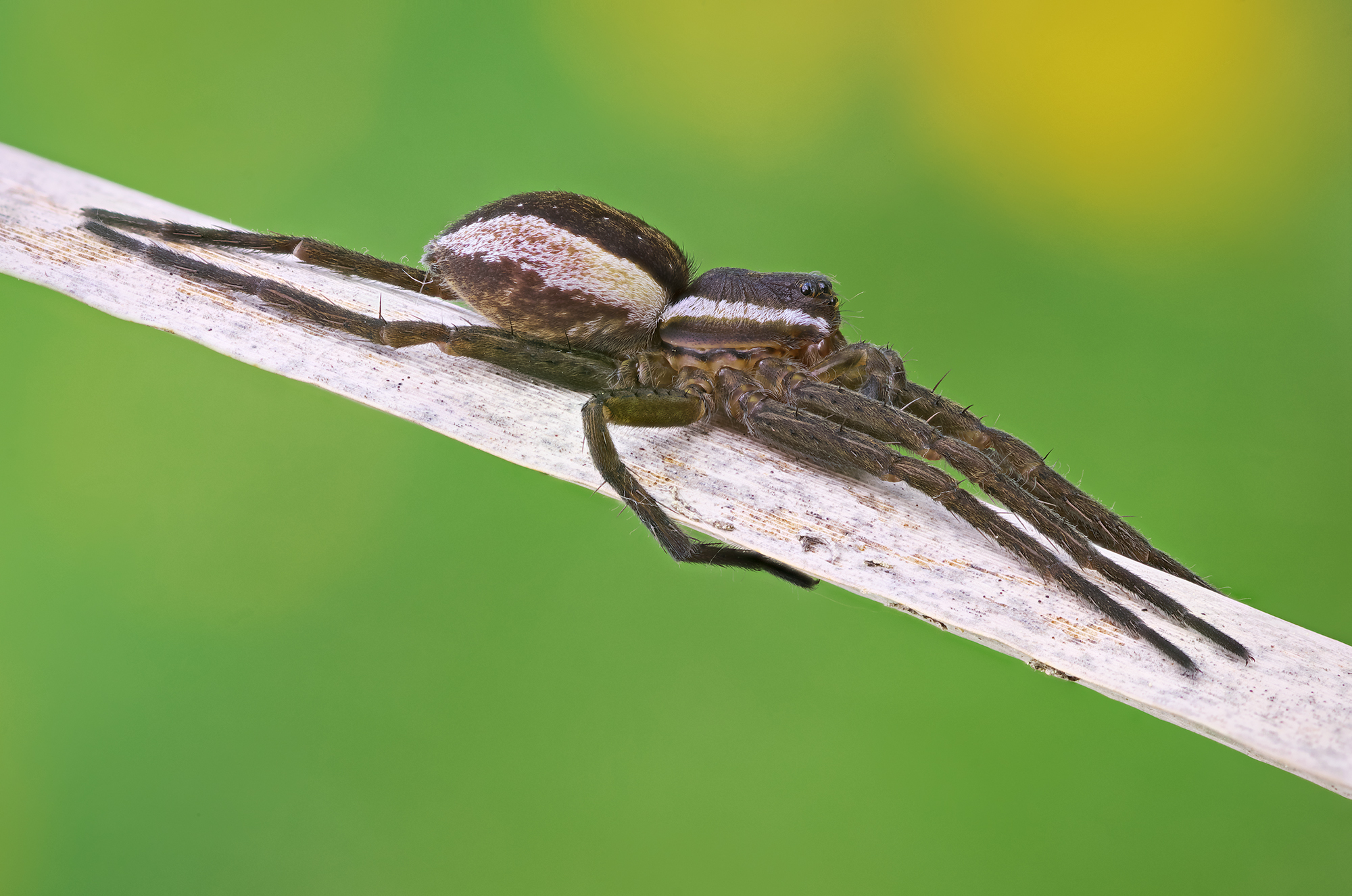 Dolomedes fimbriatus