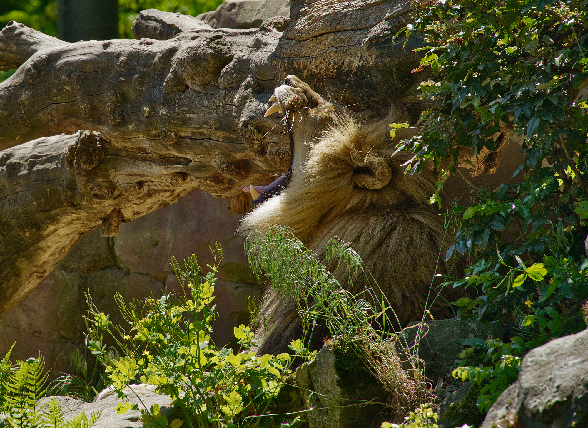 Che barba, che noia disse il Re. Zoo di Berlino