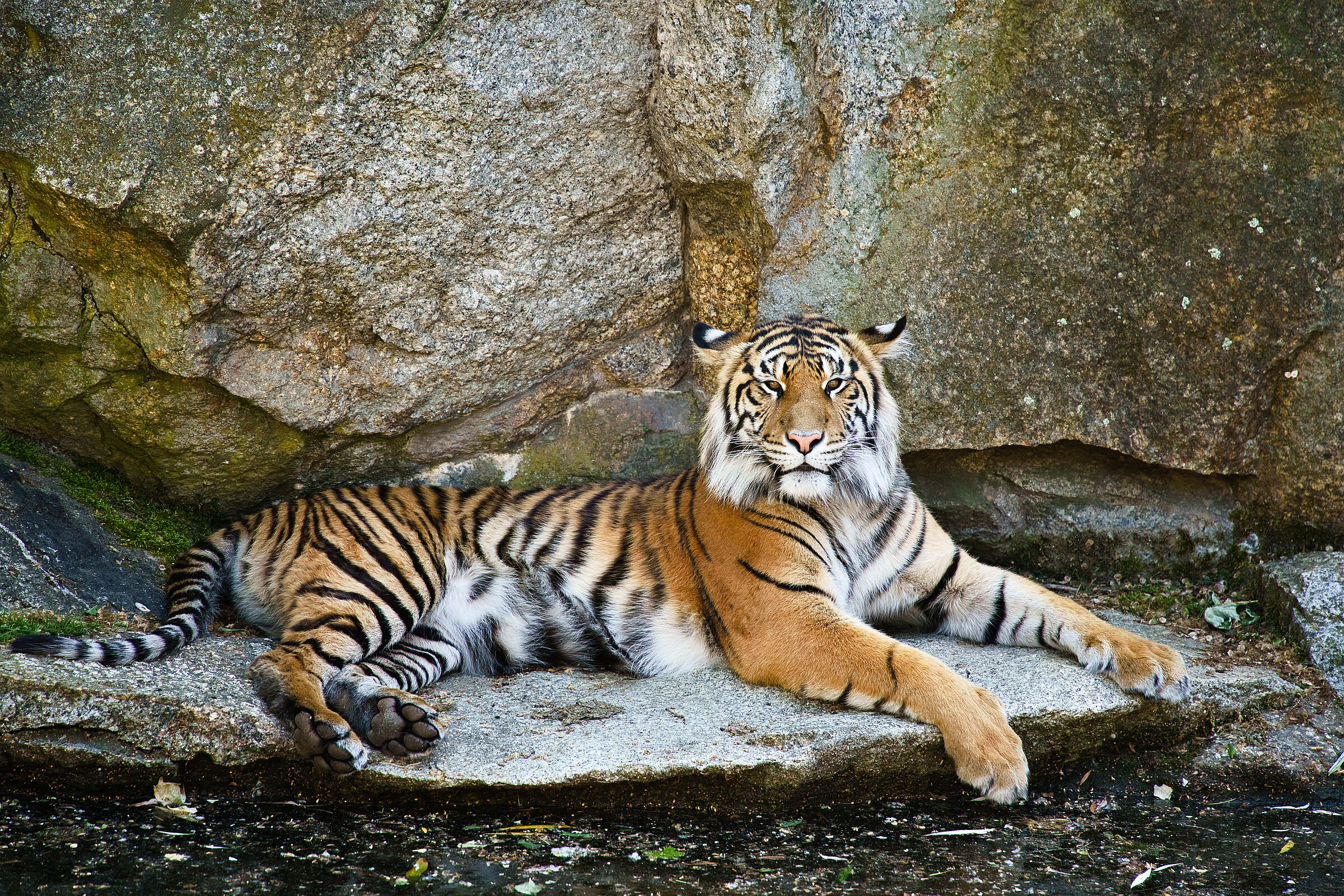 Tigre di Sumatra. Zoo di Berlino
