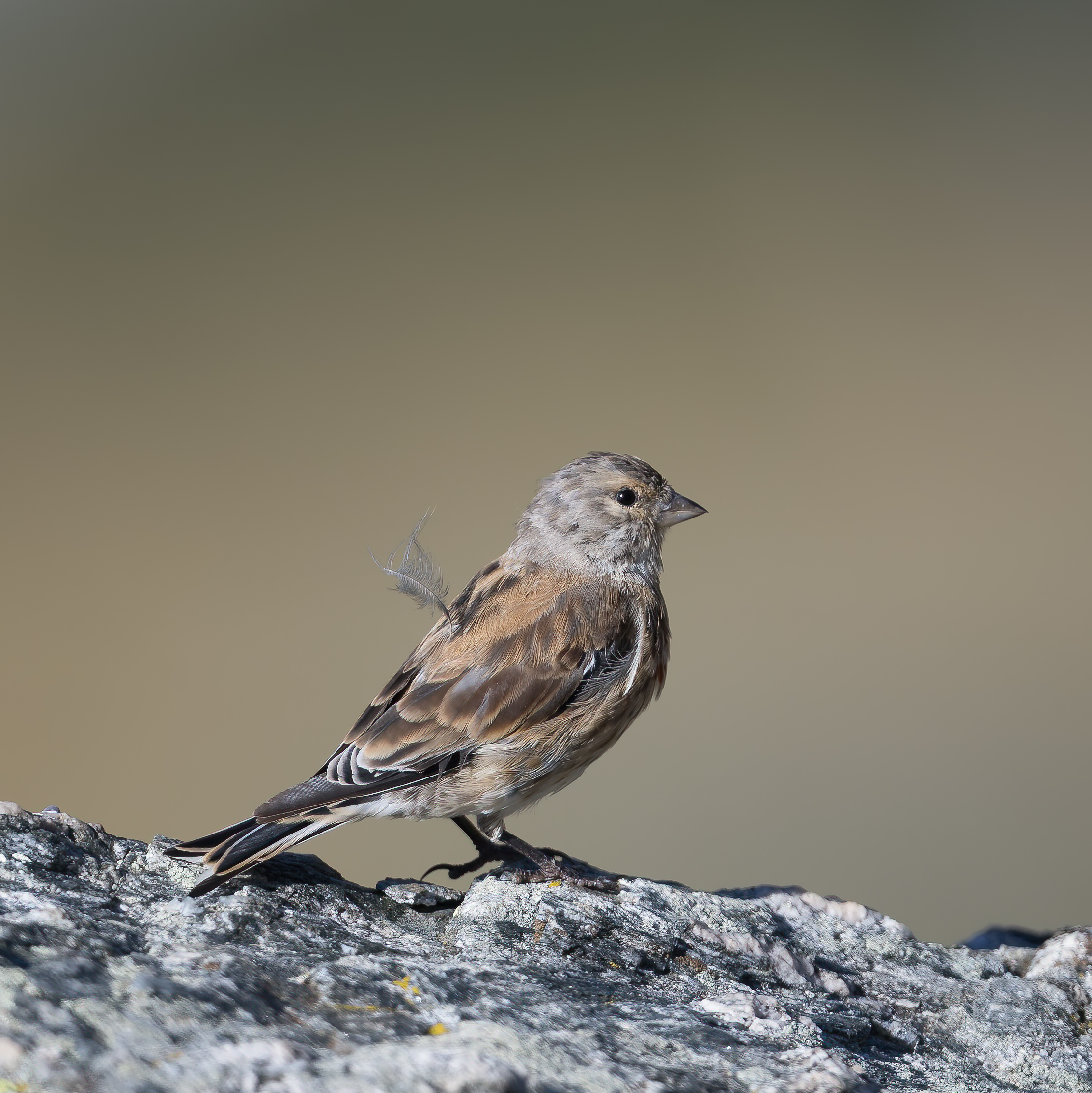 Linnet - Gran Paradiso National Park