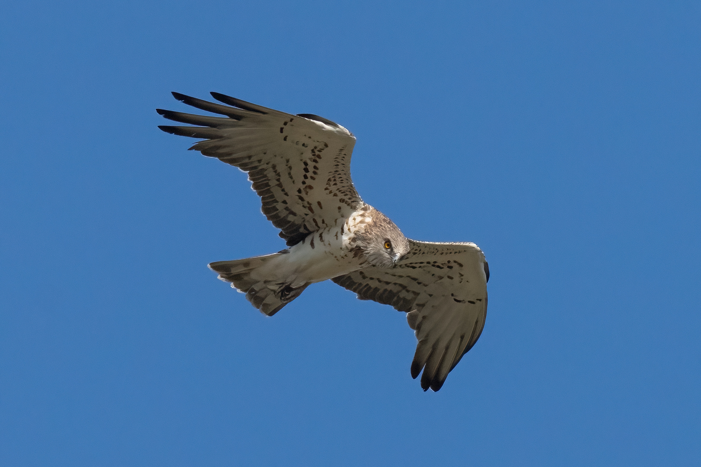 Biancone o Aquila dei serpenti (Circaetus gallicus)