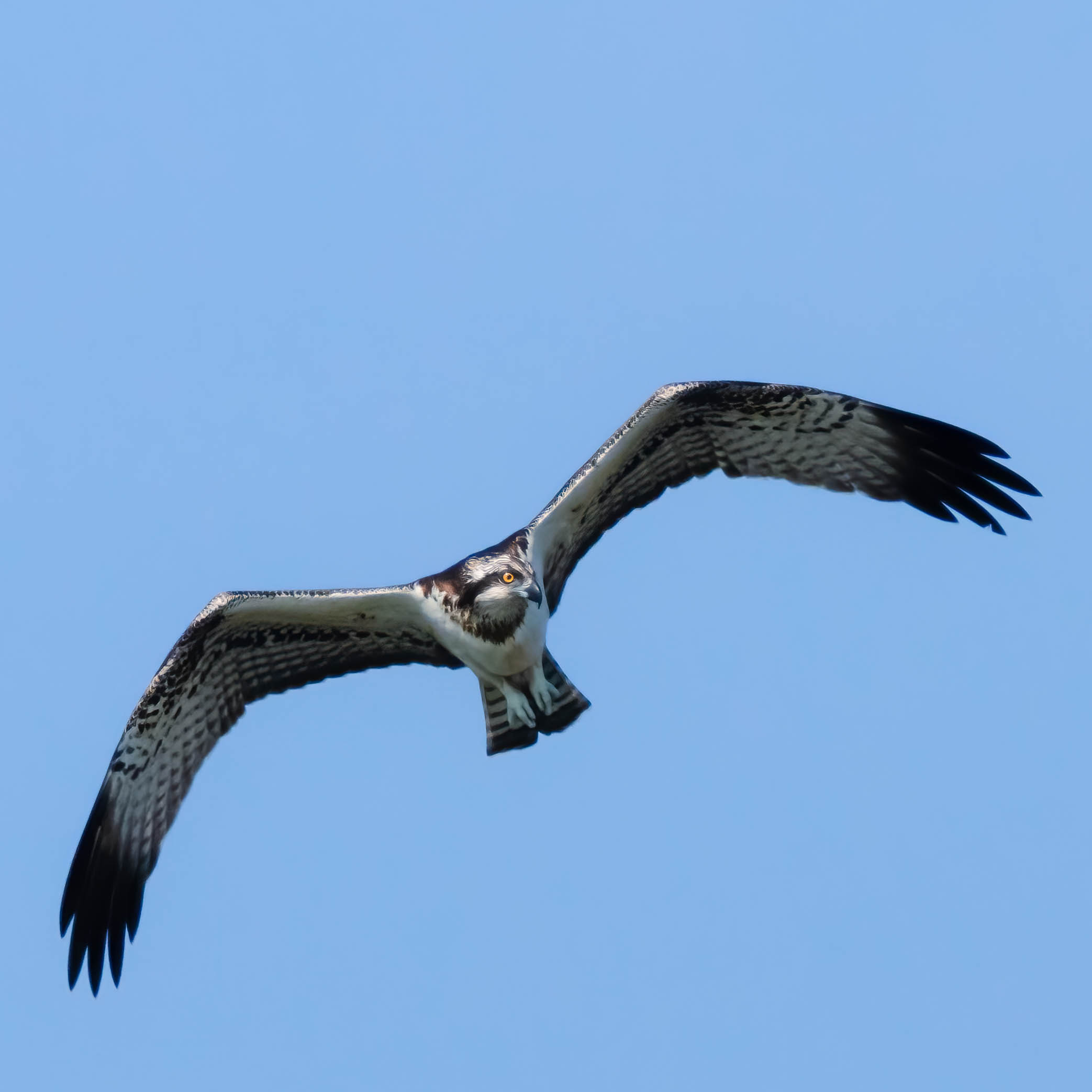 Osprey on patrol