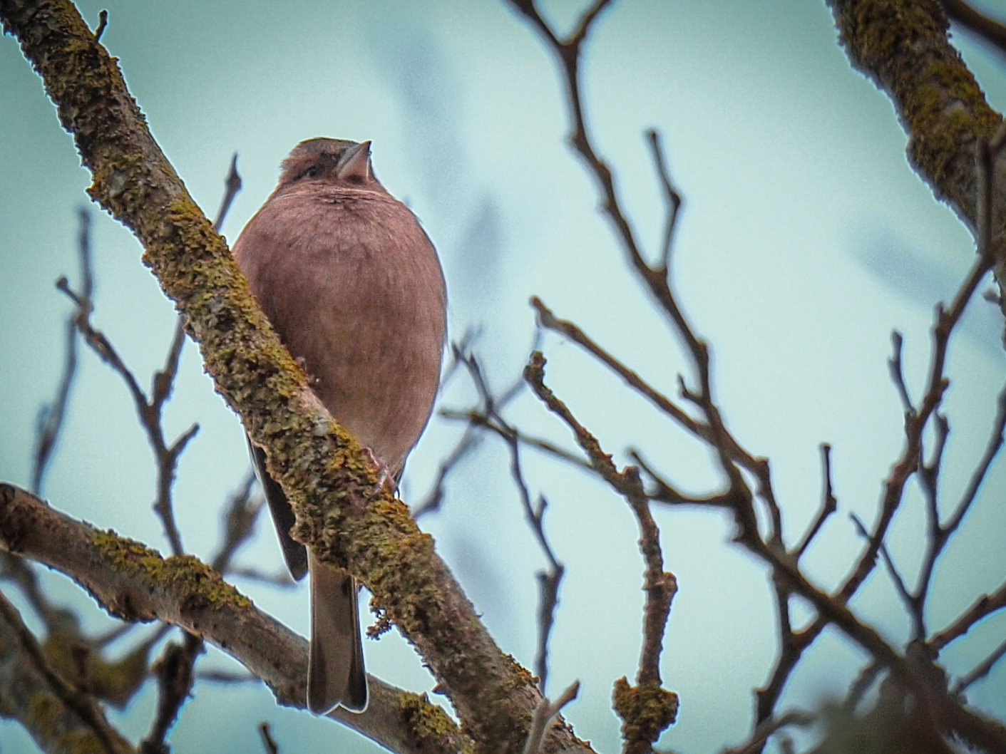 Brown coat