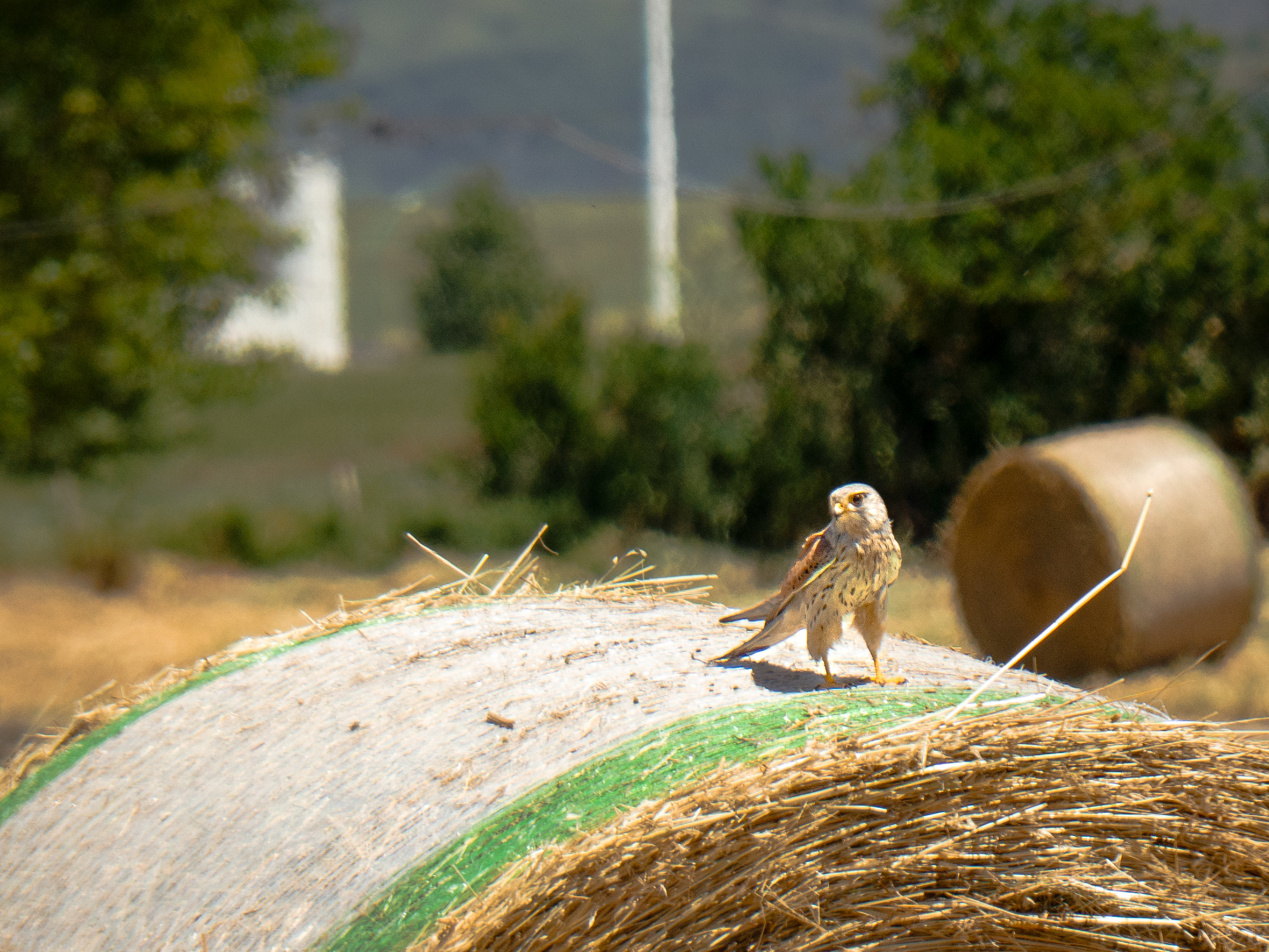 Falco Tinnunculus