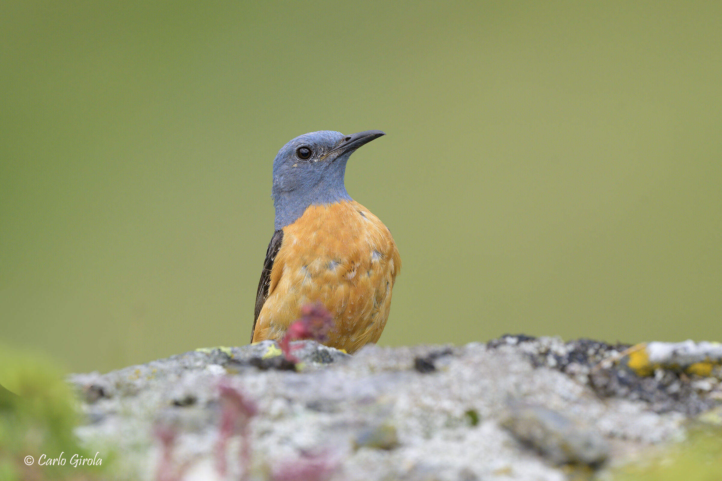 Codirossone (Monticola saxatilis)