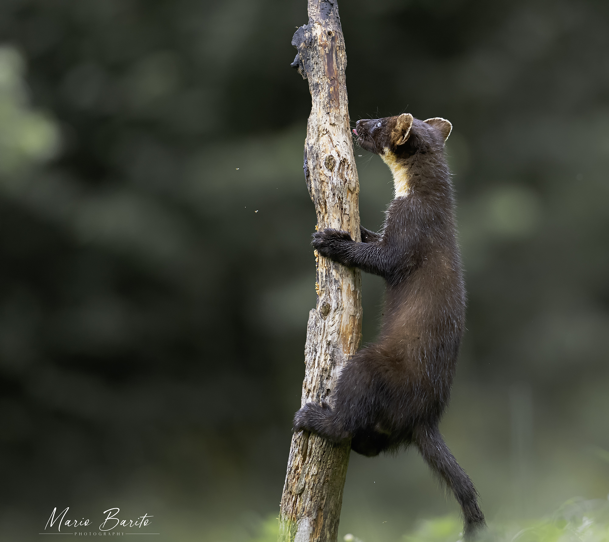 Marten on the perch of the titmice