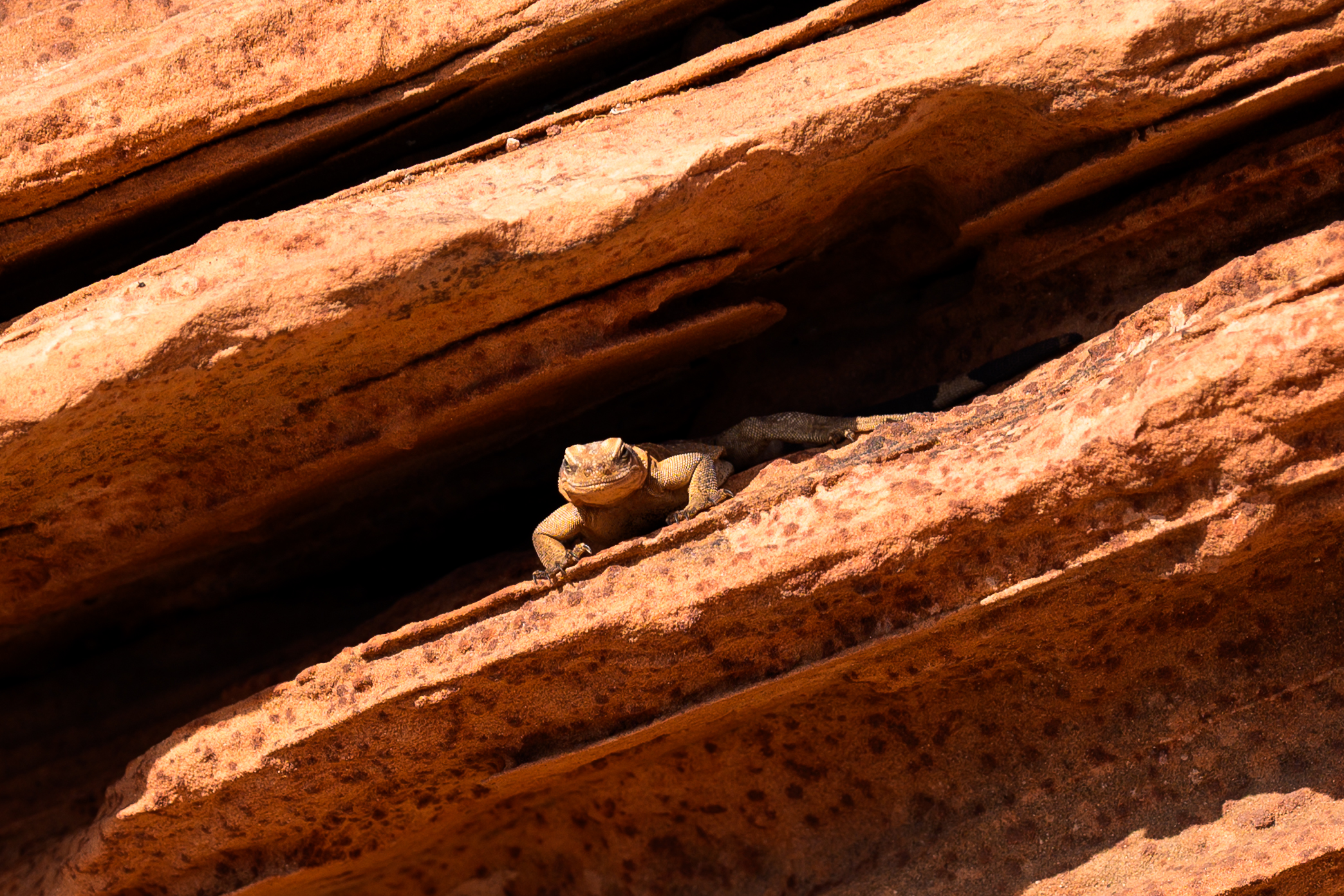 Chuckwalla