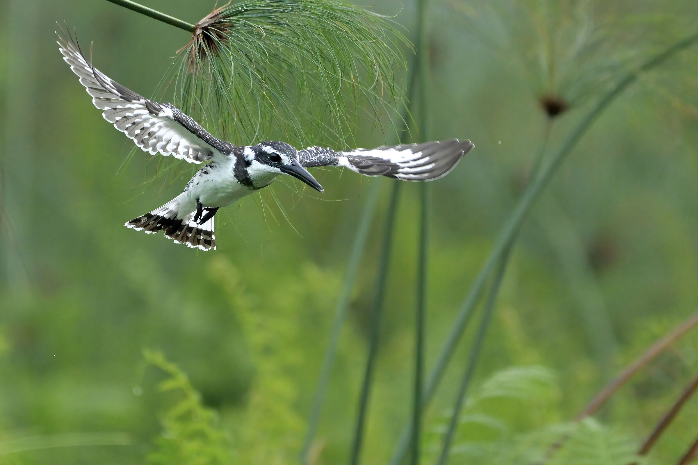 Pied kingfisher