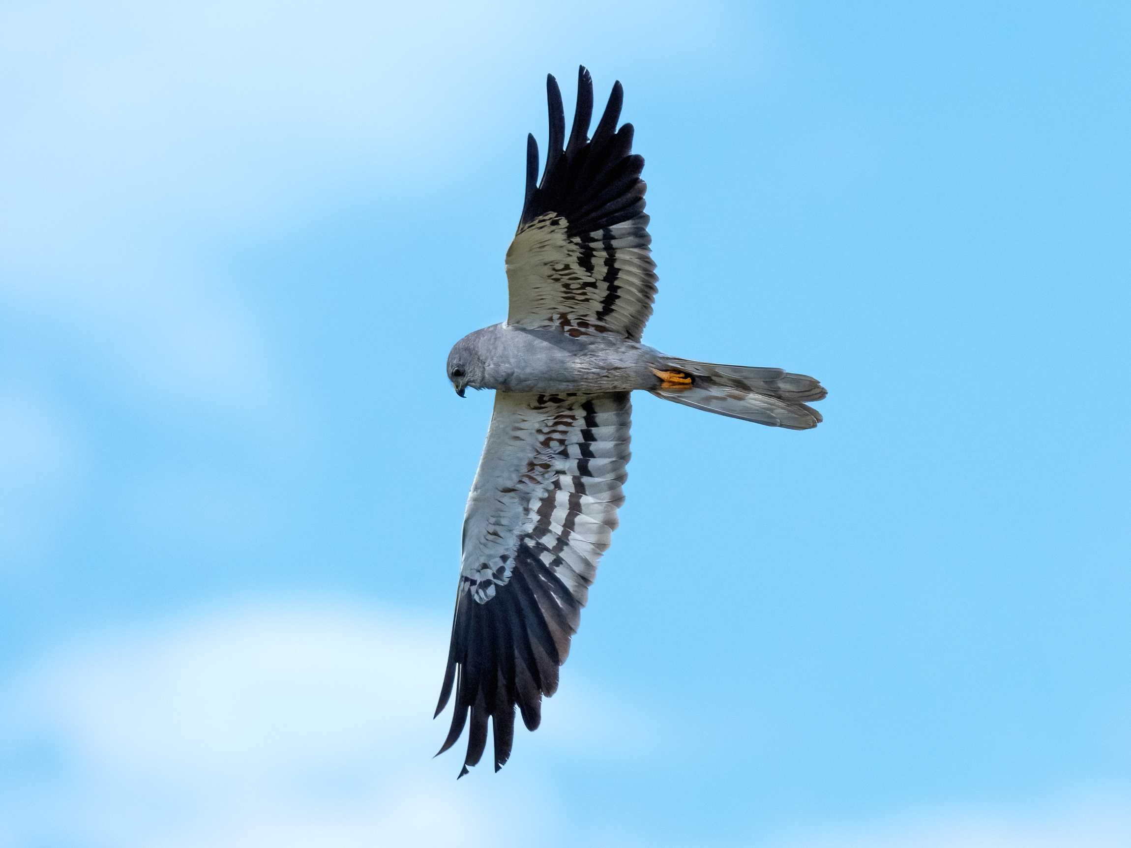 Montagu's Harrier (Circus pygargus) male