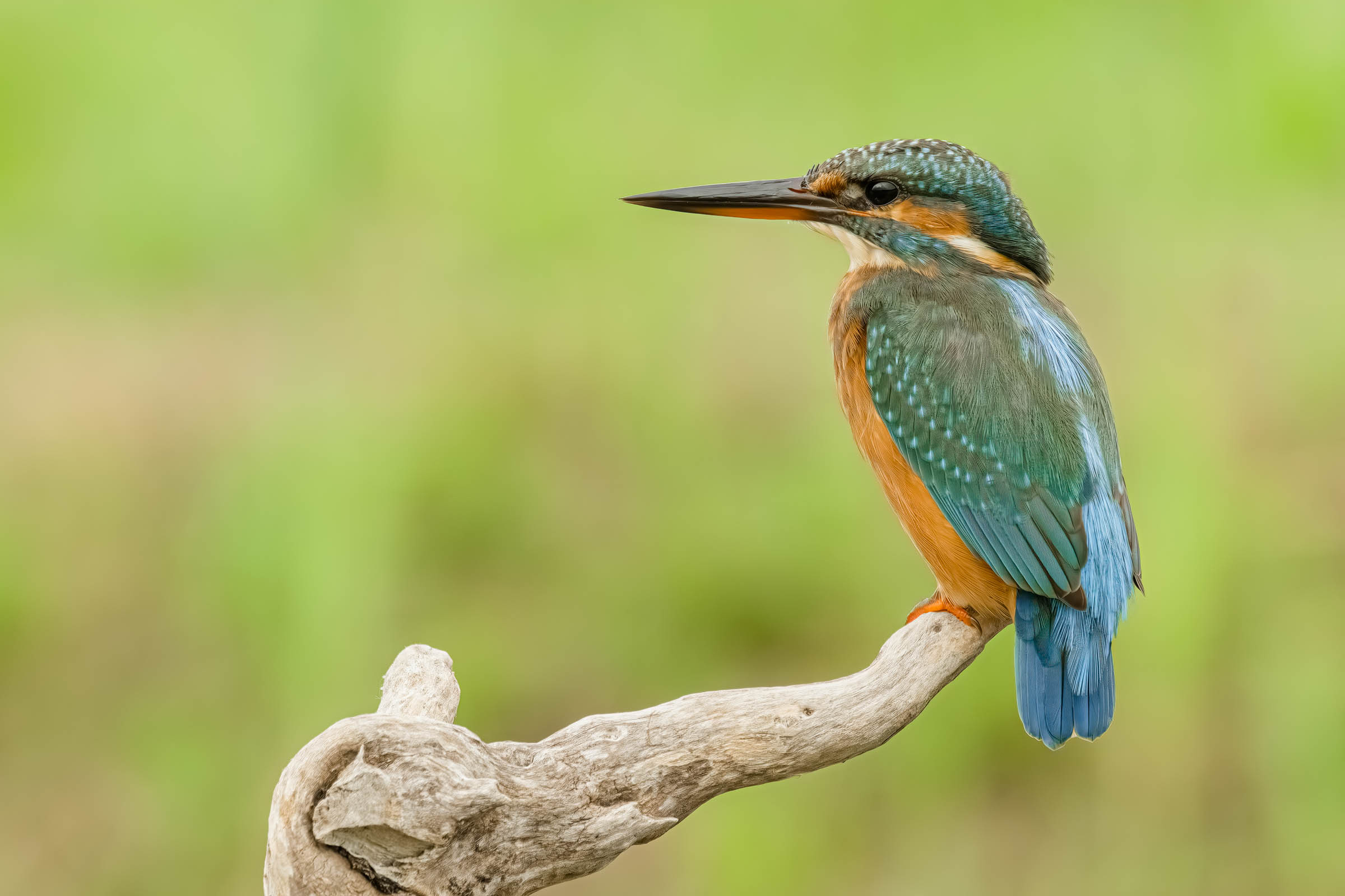 Kingfisher