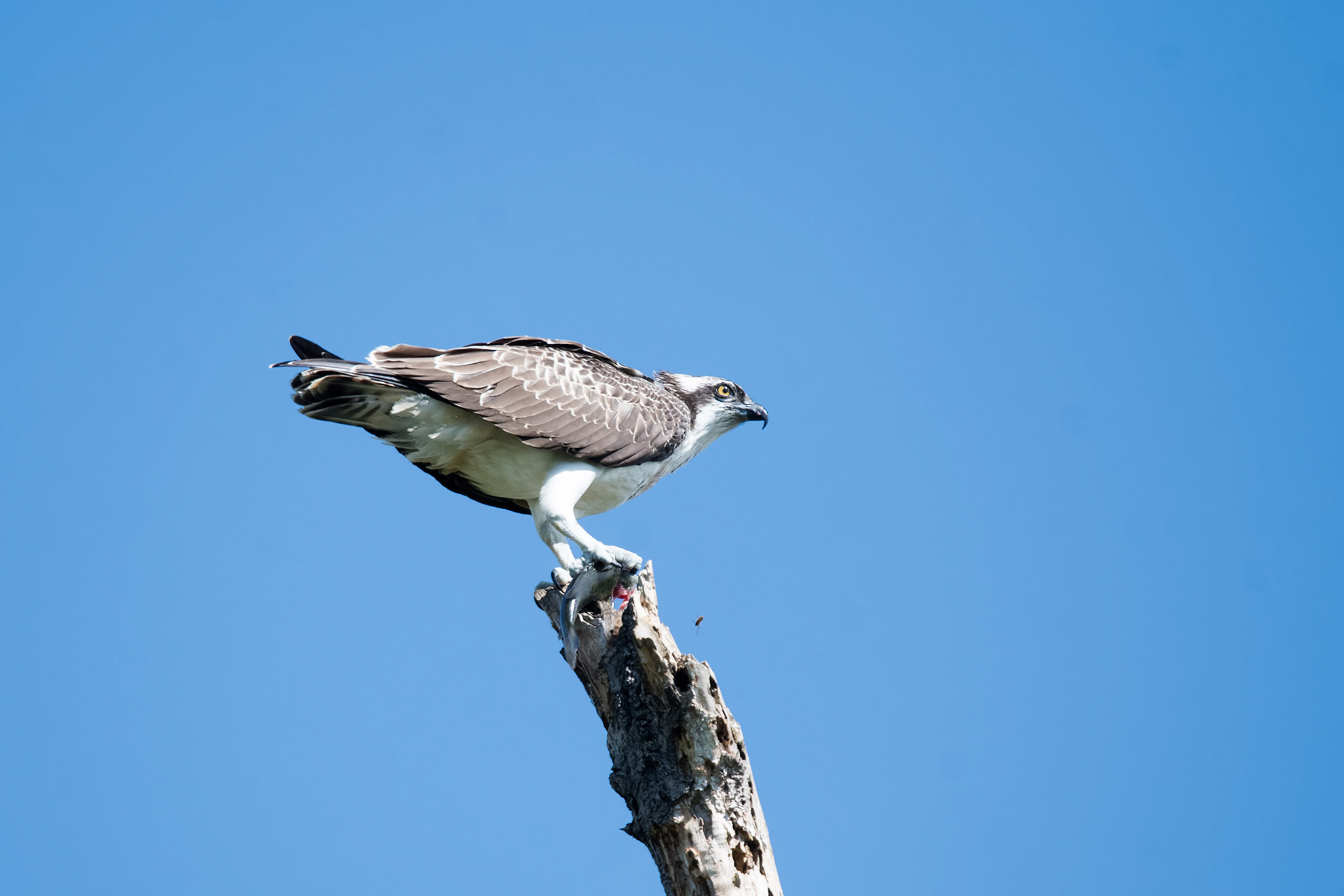 Falco Pescatore