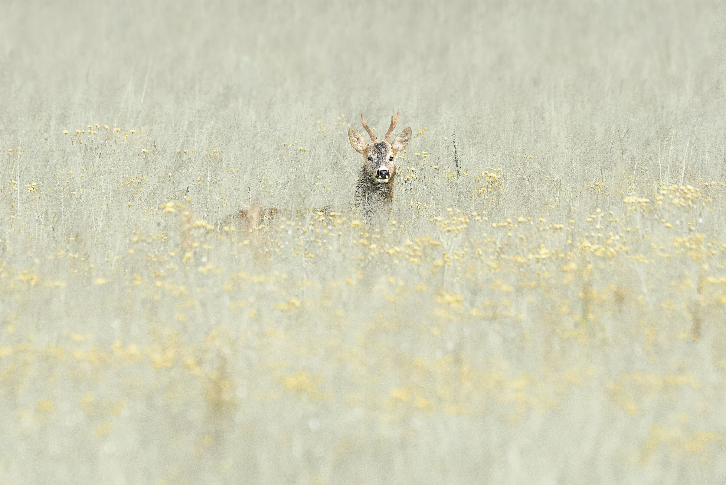 Roe deer
