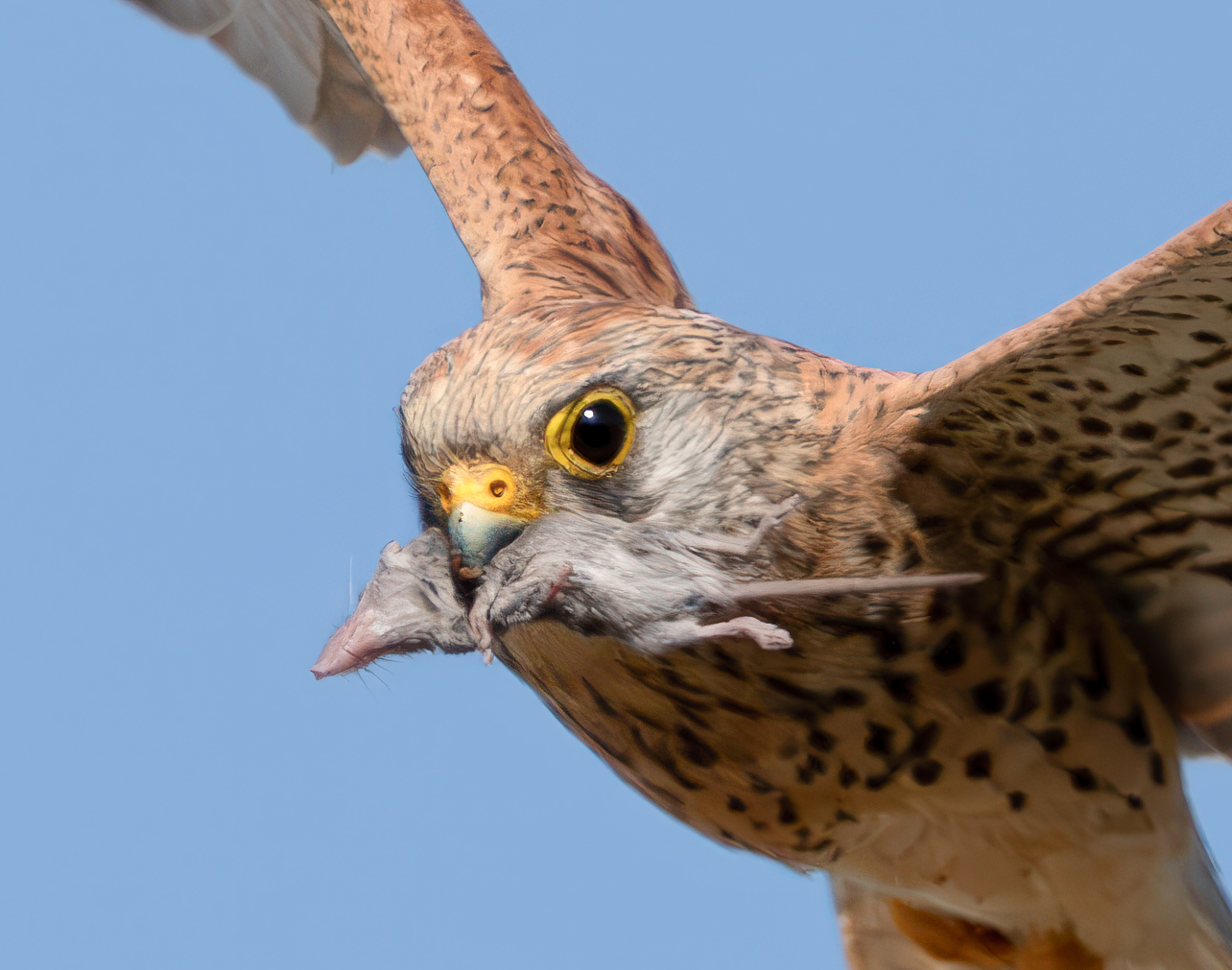 Lesser Kestrel with Mouse