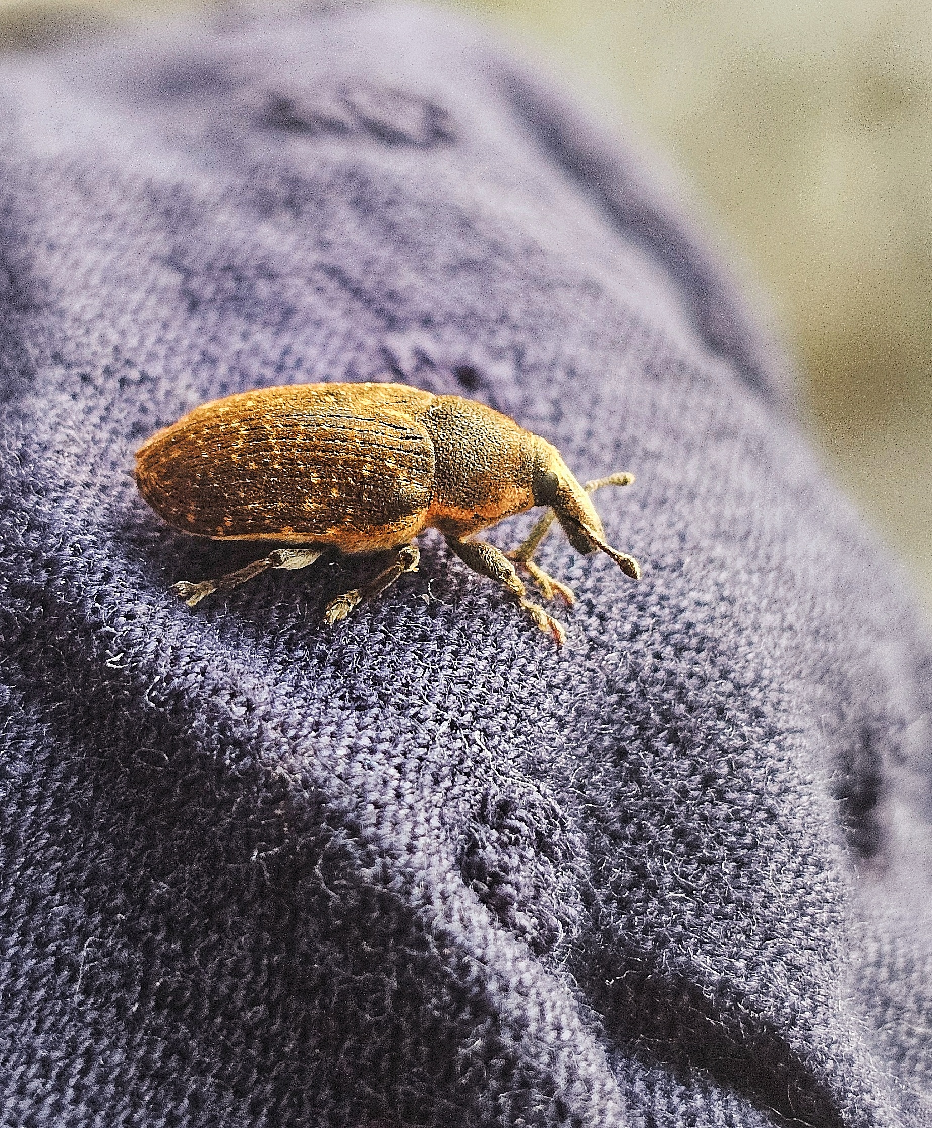 Larinus