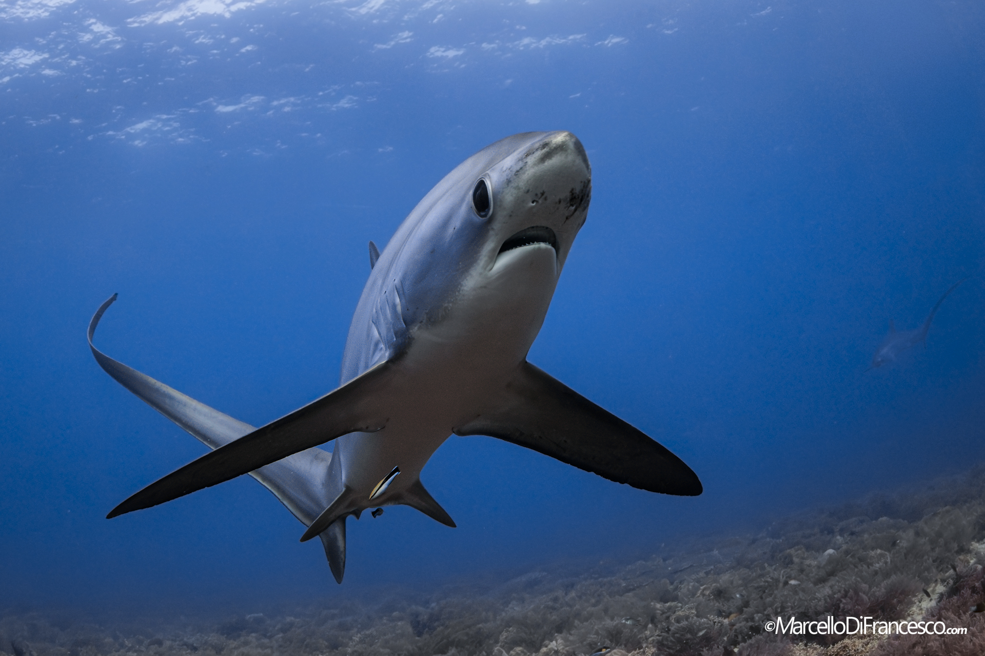 Thresher shark - kimud shoal - Malapascua - Philippines