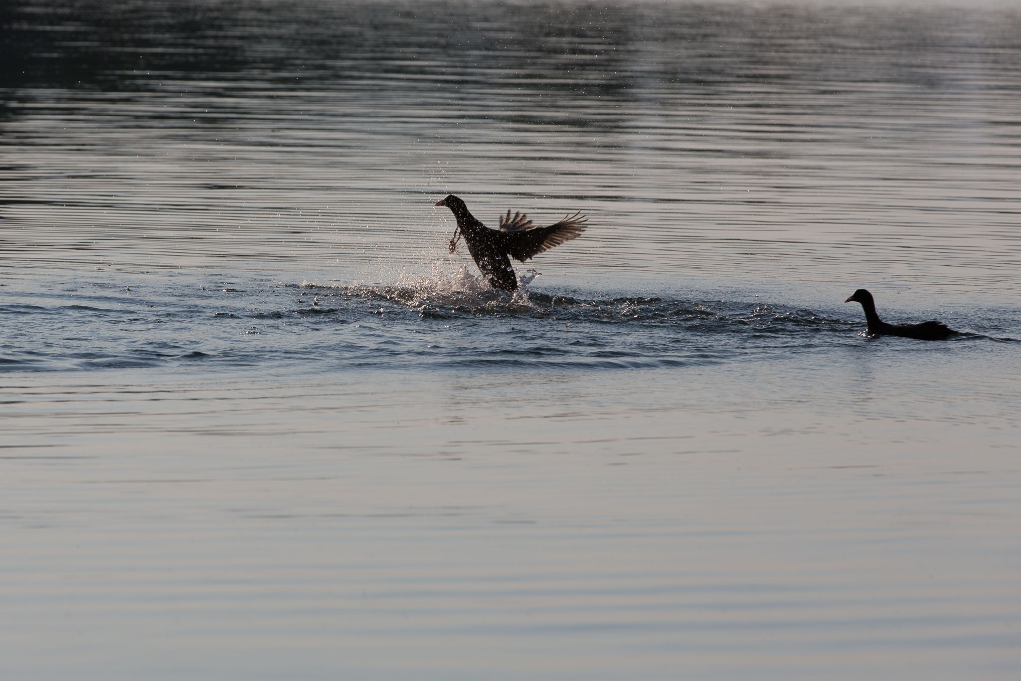 La battaglia tra mamma folaga e il gambero