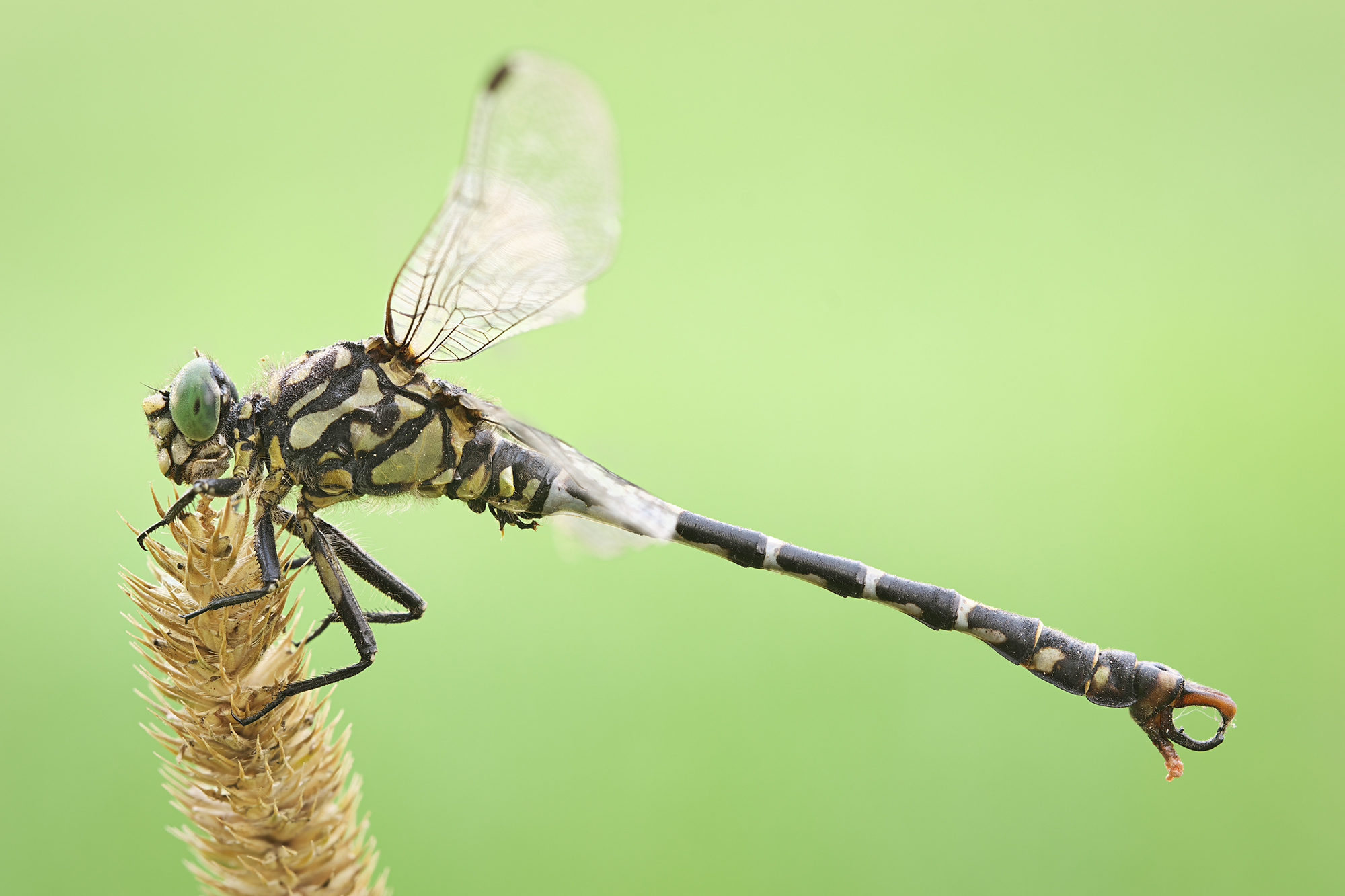 Onychogomphus forcipatus