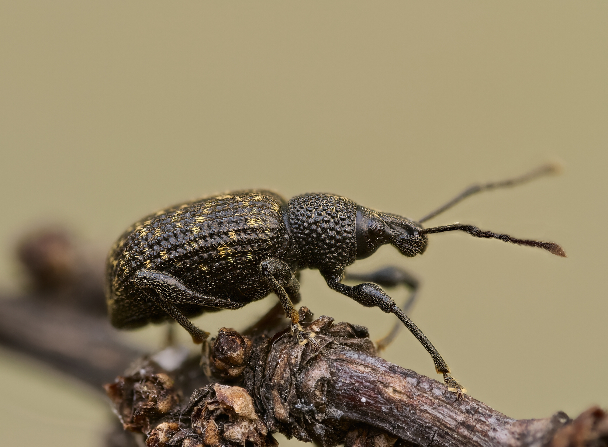 Otriorhynchus sulcatus