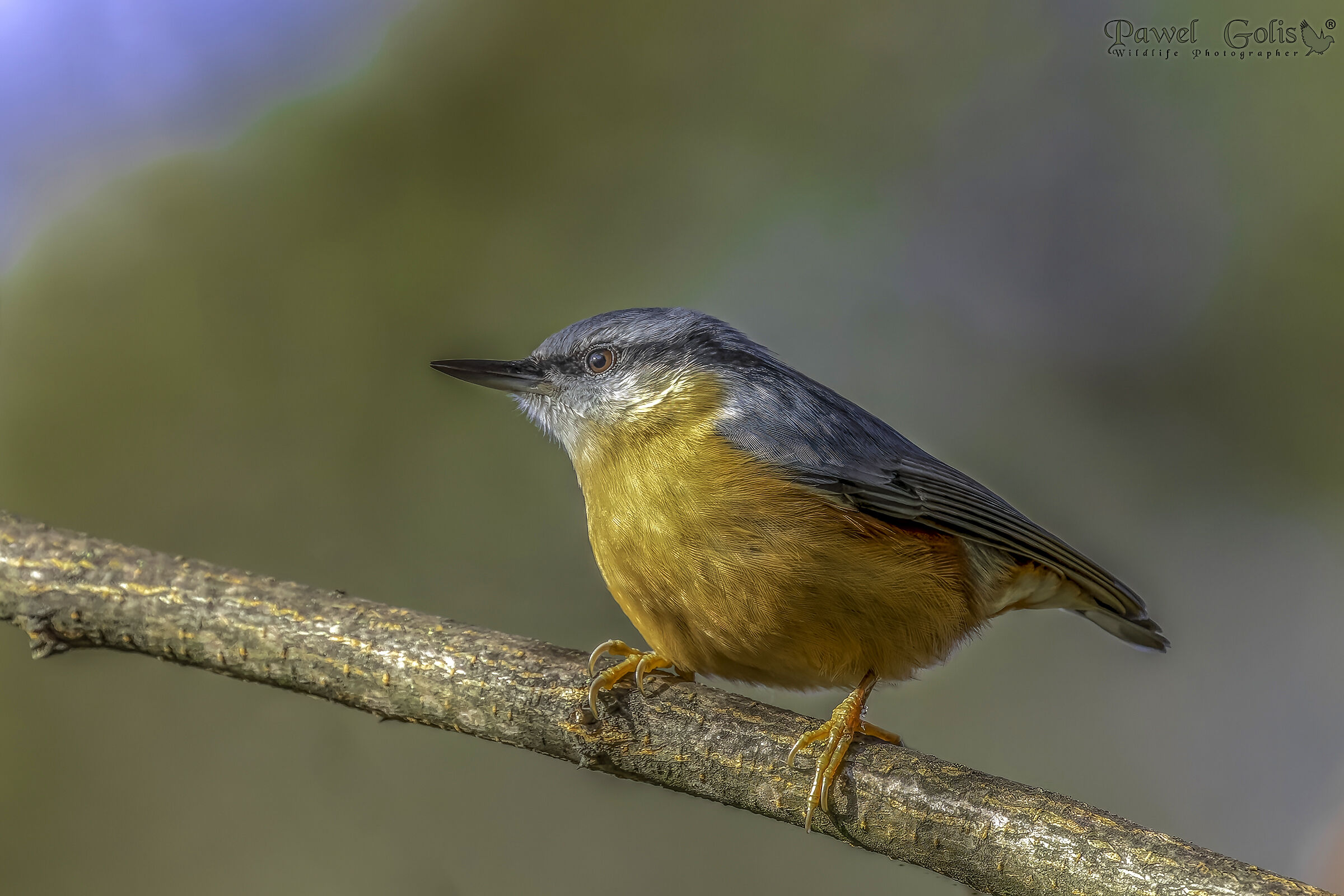 Nuthatch (Sitta europaea)