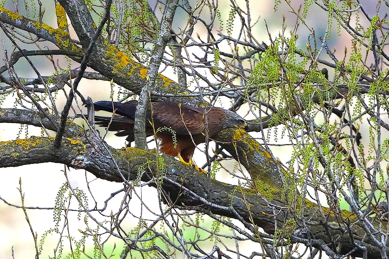 Nibbio bruno 29-03-2025 - 0261