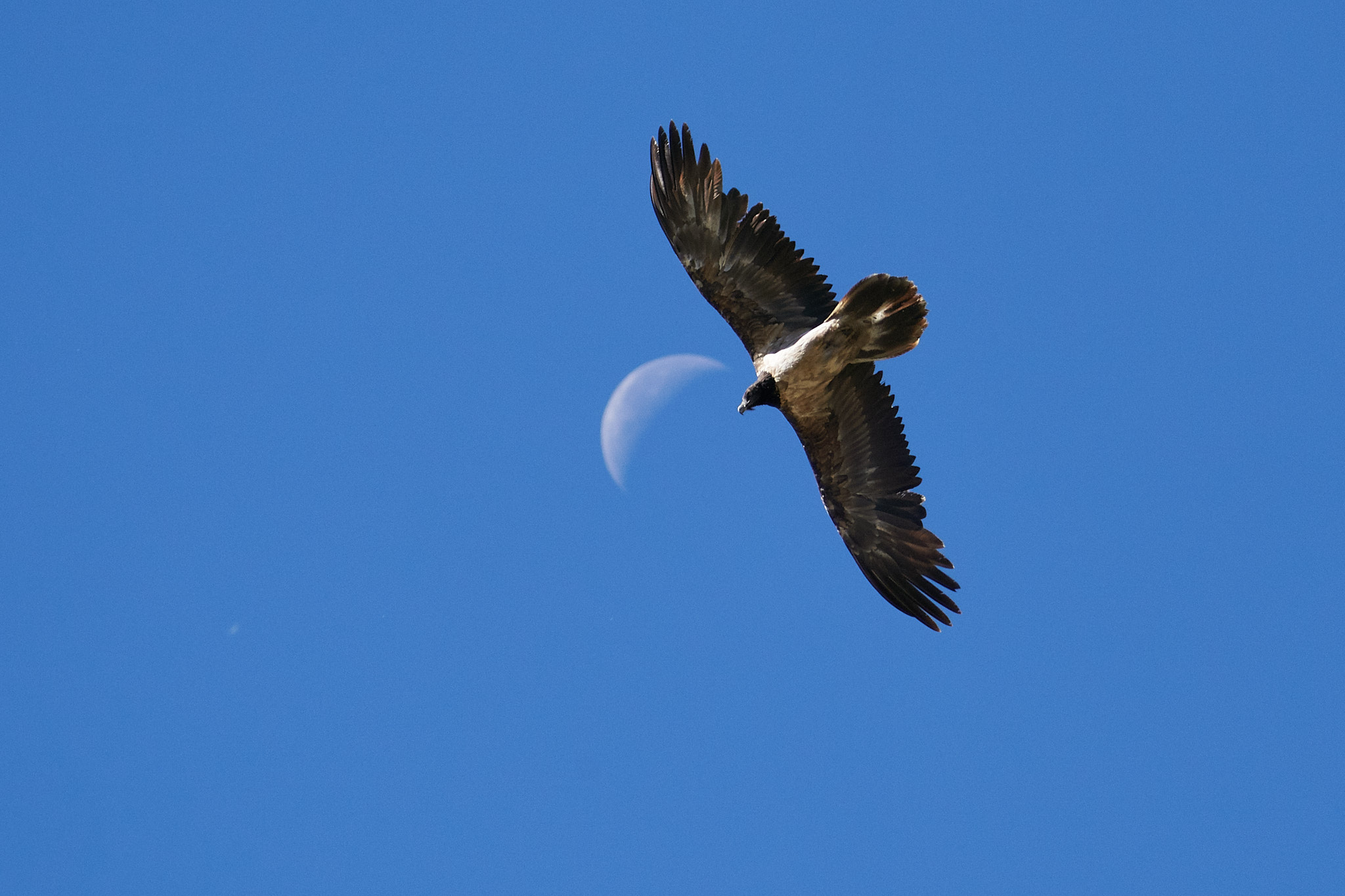 Young Bearded Vulture