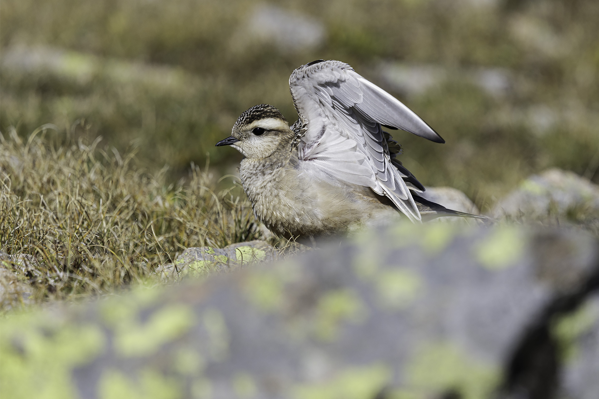 Tortolino Plover