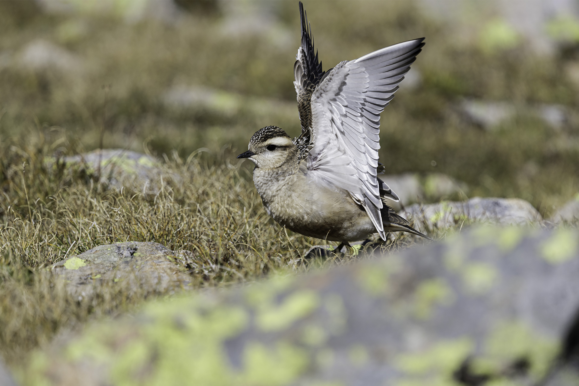 Tortolino Plover