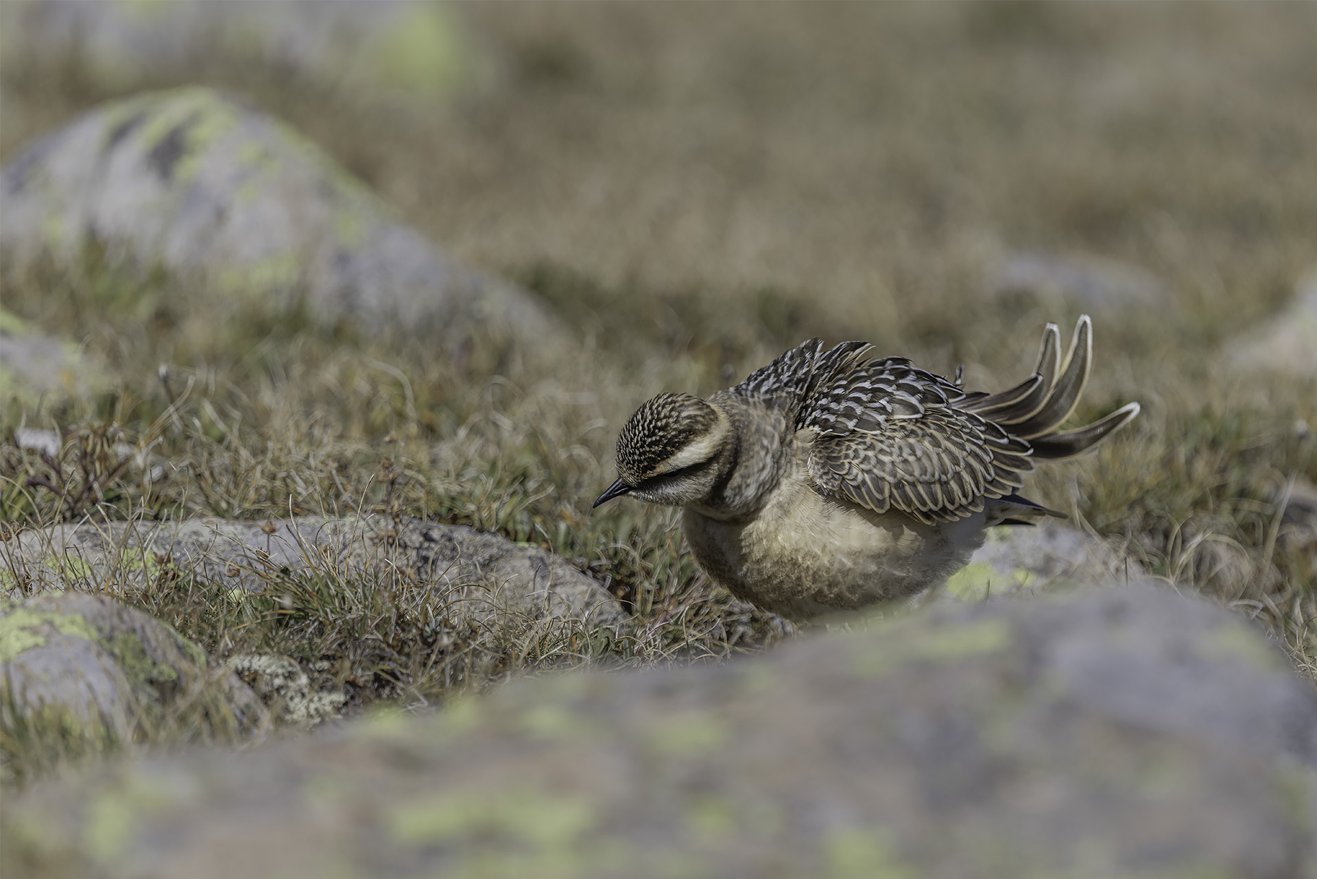 Tortolino Plover