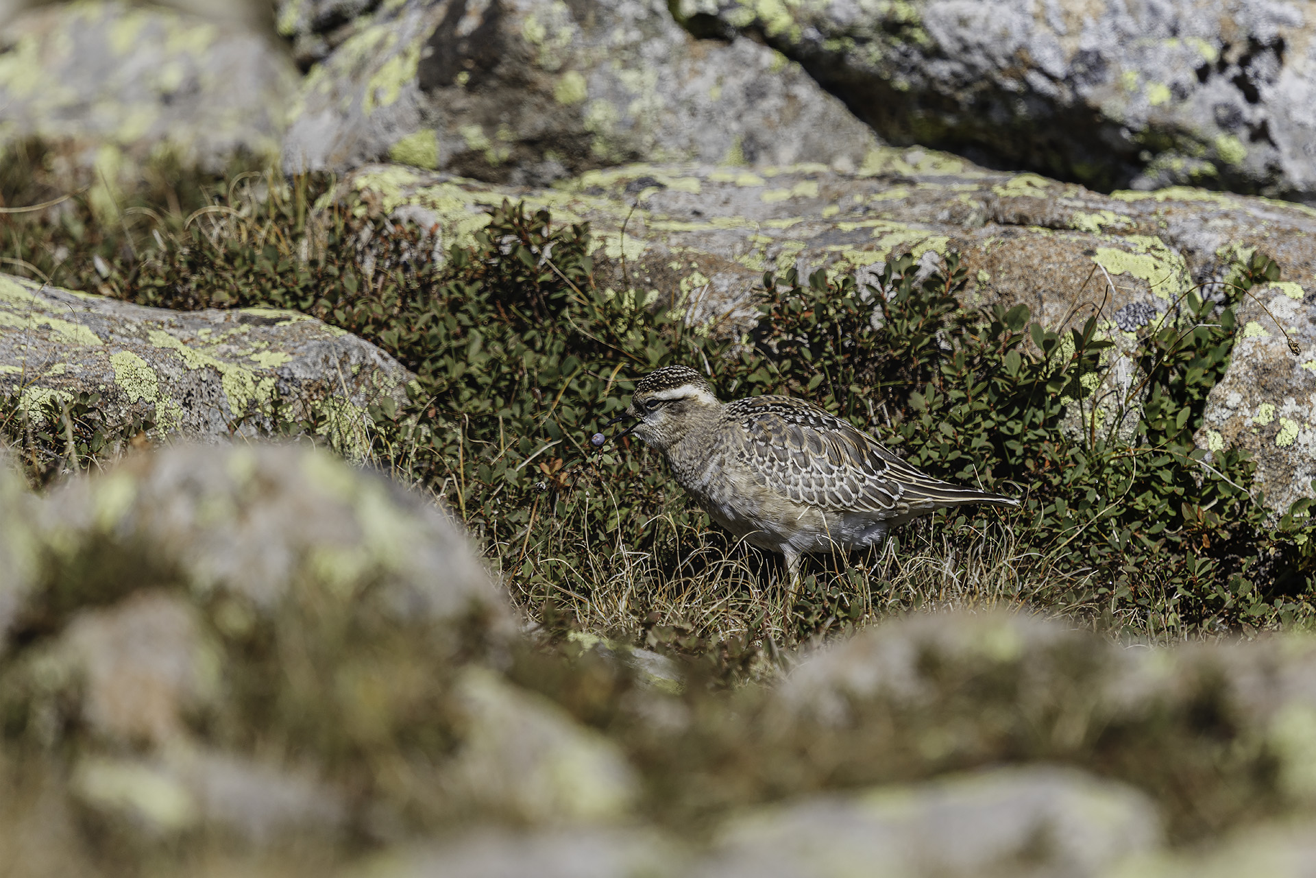 Tortolino and blueberry plover