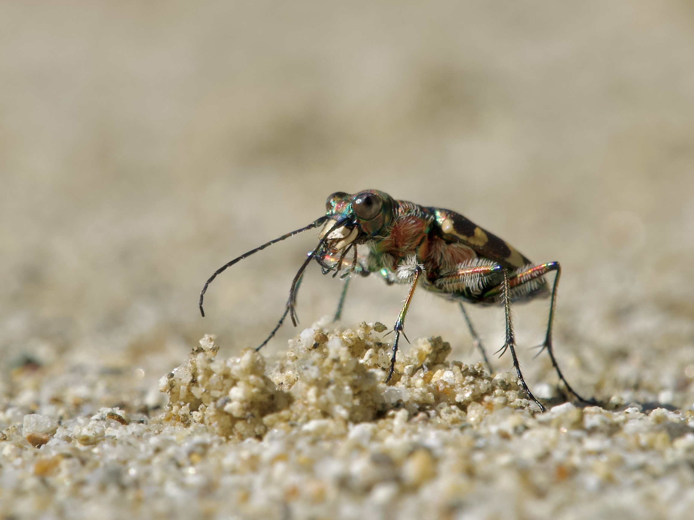 Cicindela hybrida