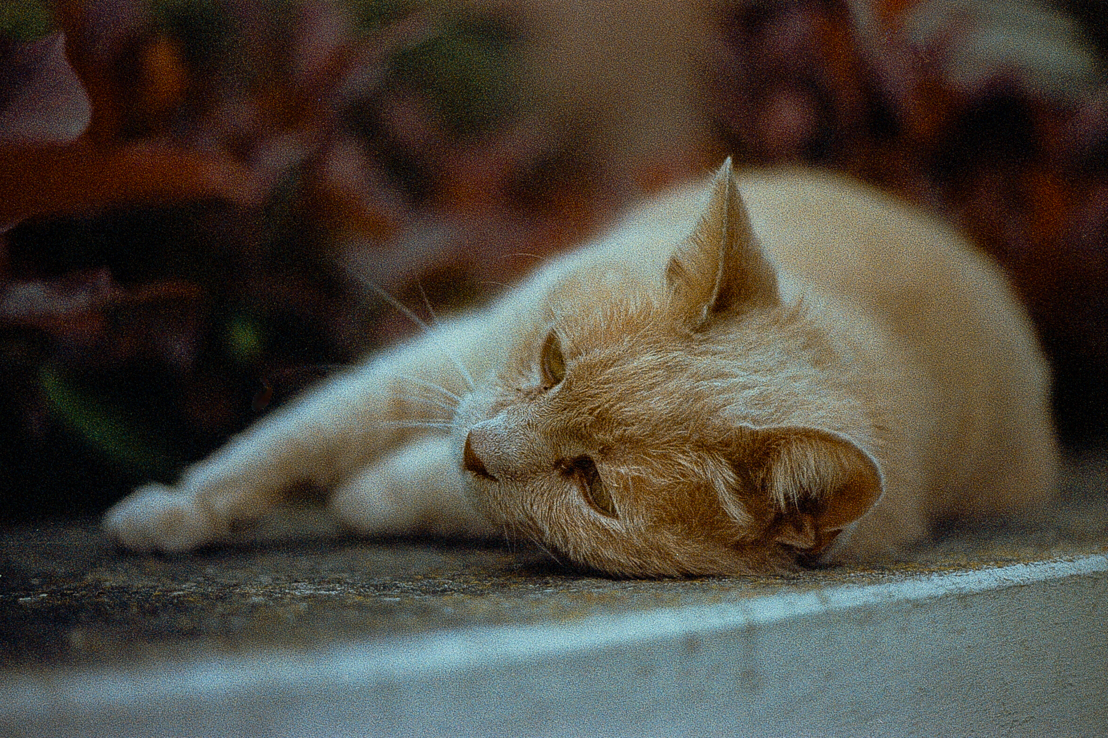 Neighborhood Cat