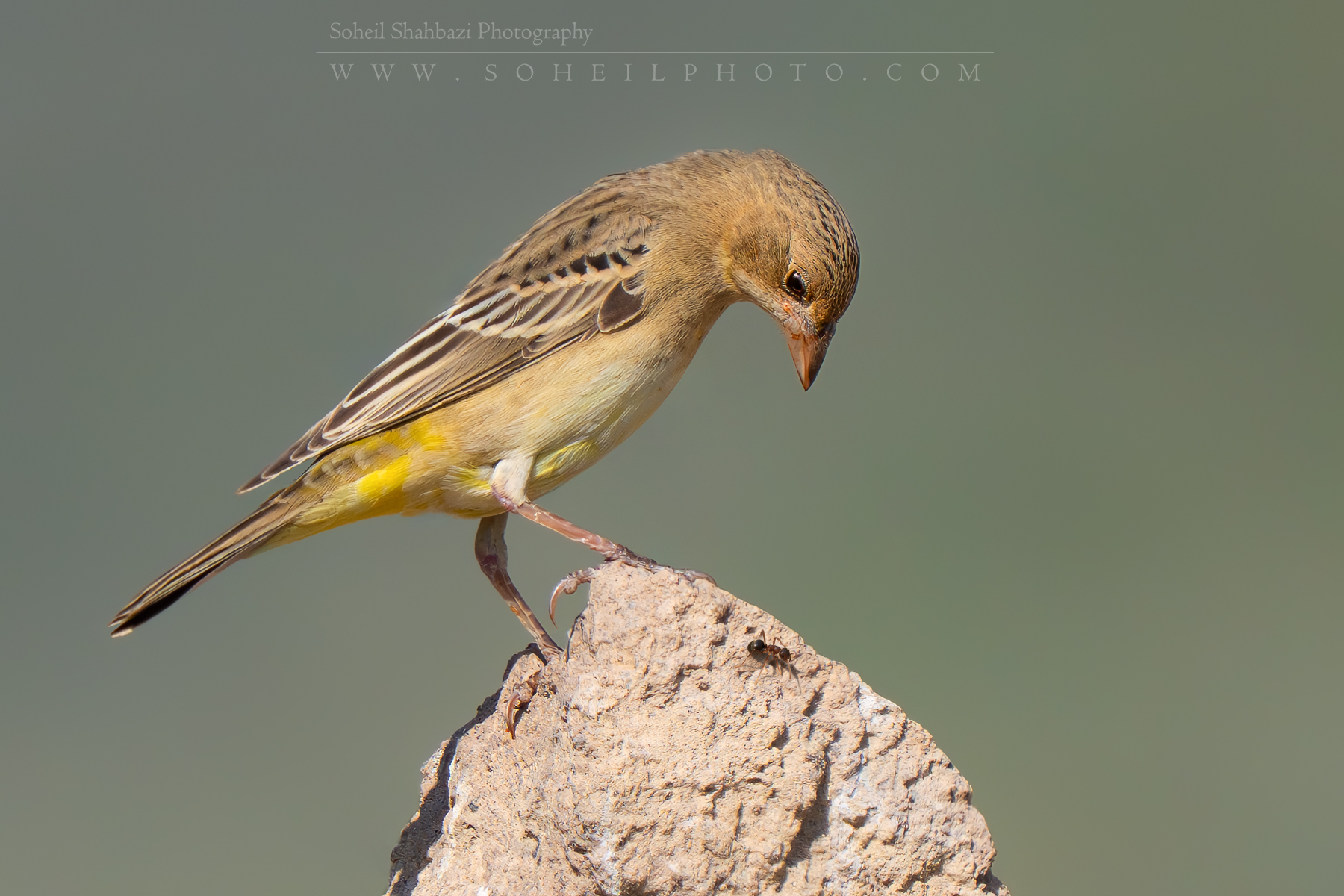 Red-headed bunting