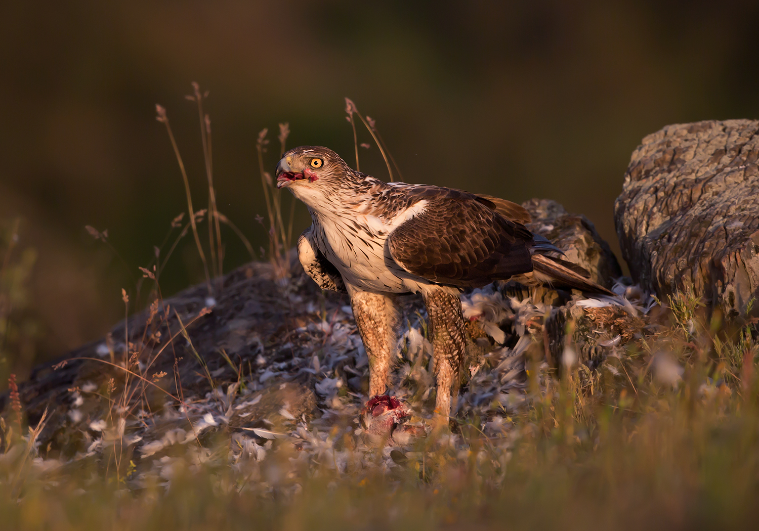 aquila del Bonelli