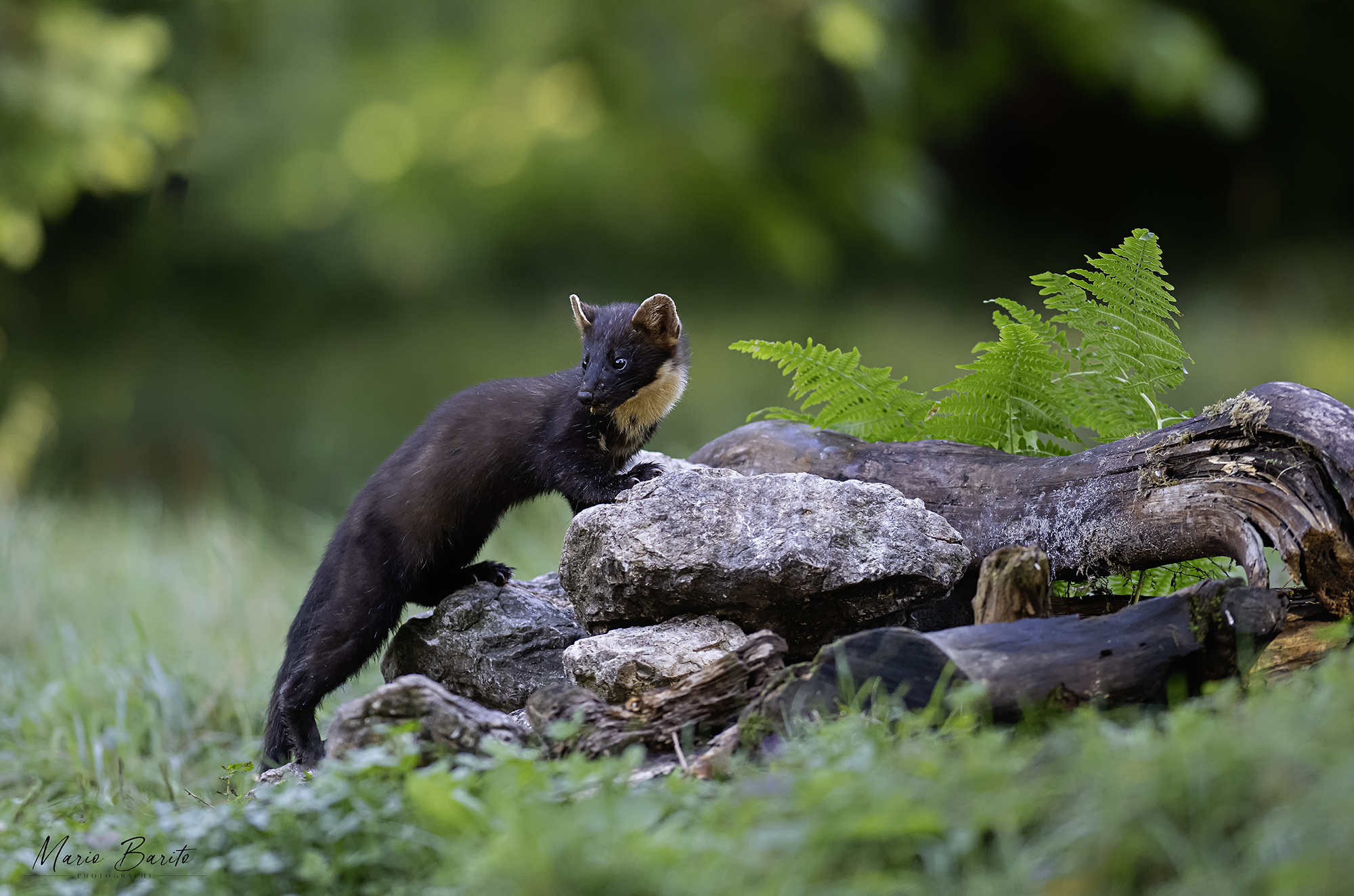 marten