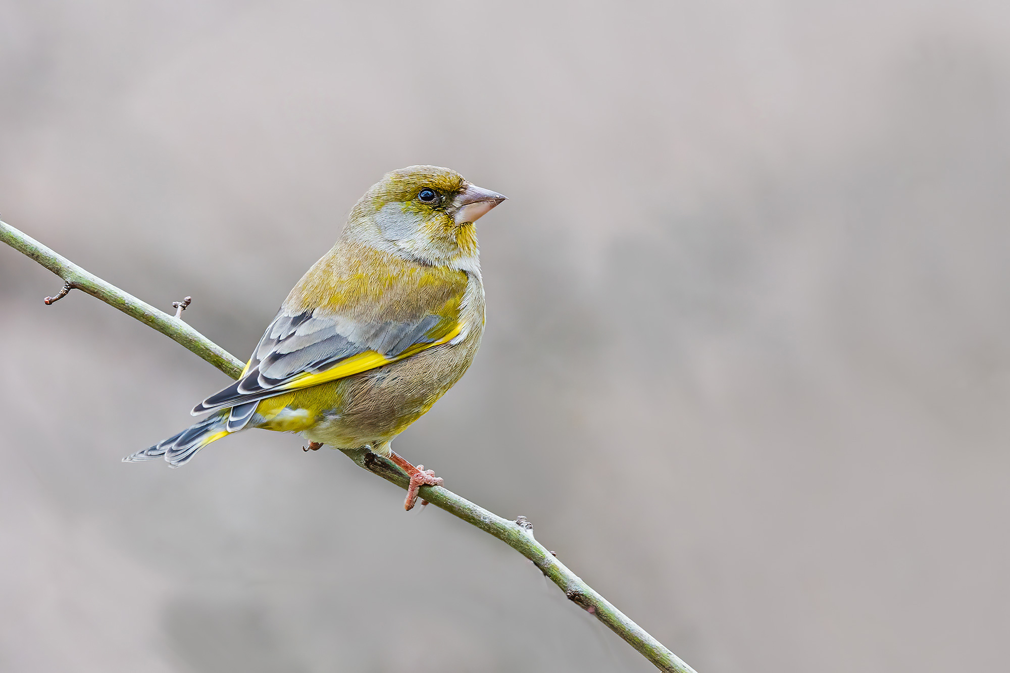 Greenfinch