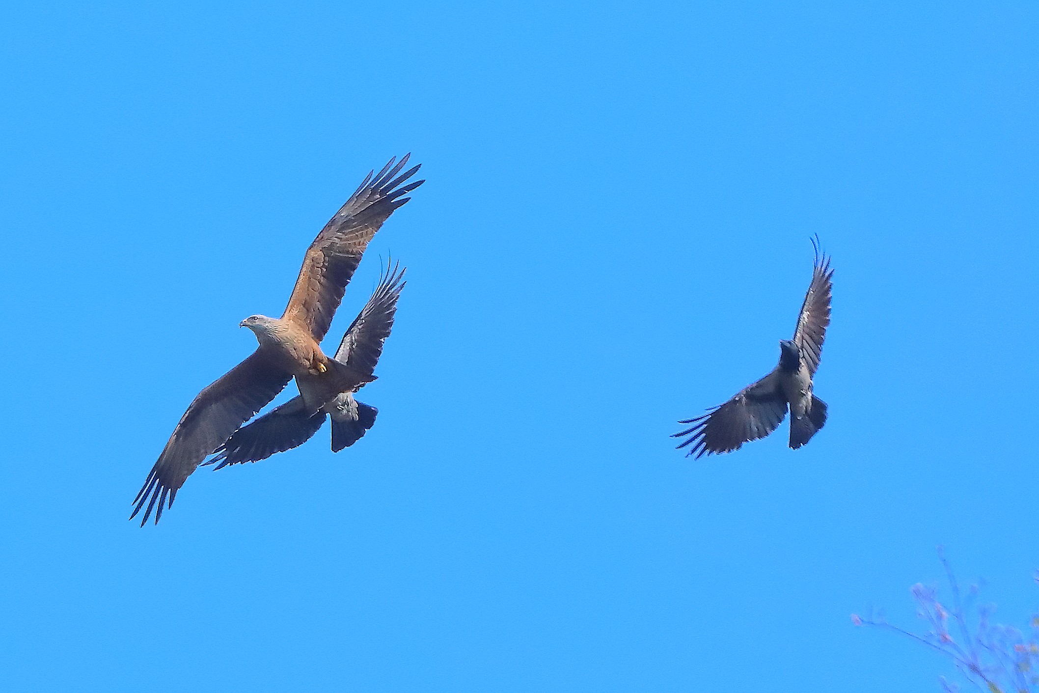 Nibbio vs Corvo 03 aprile 2025 - 0018