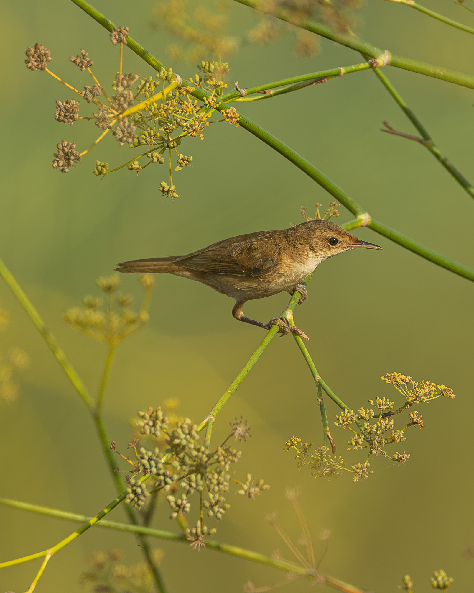 Reed Warbler