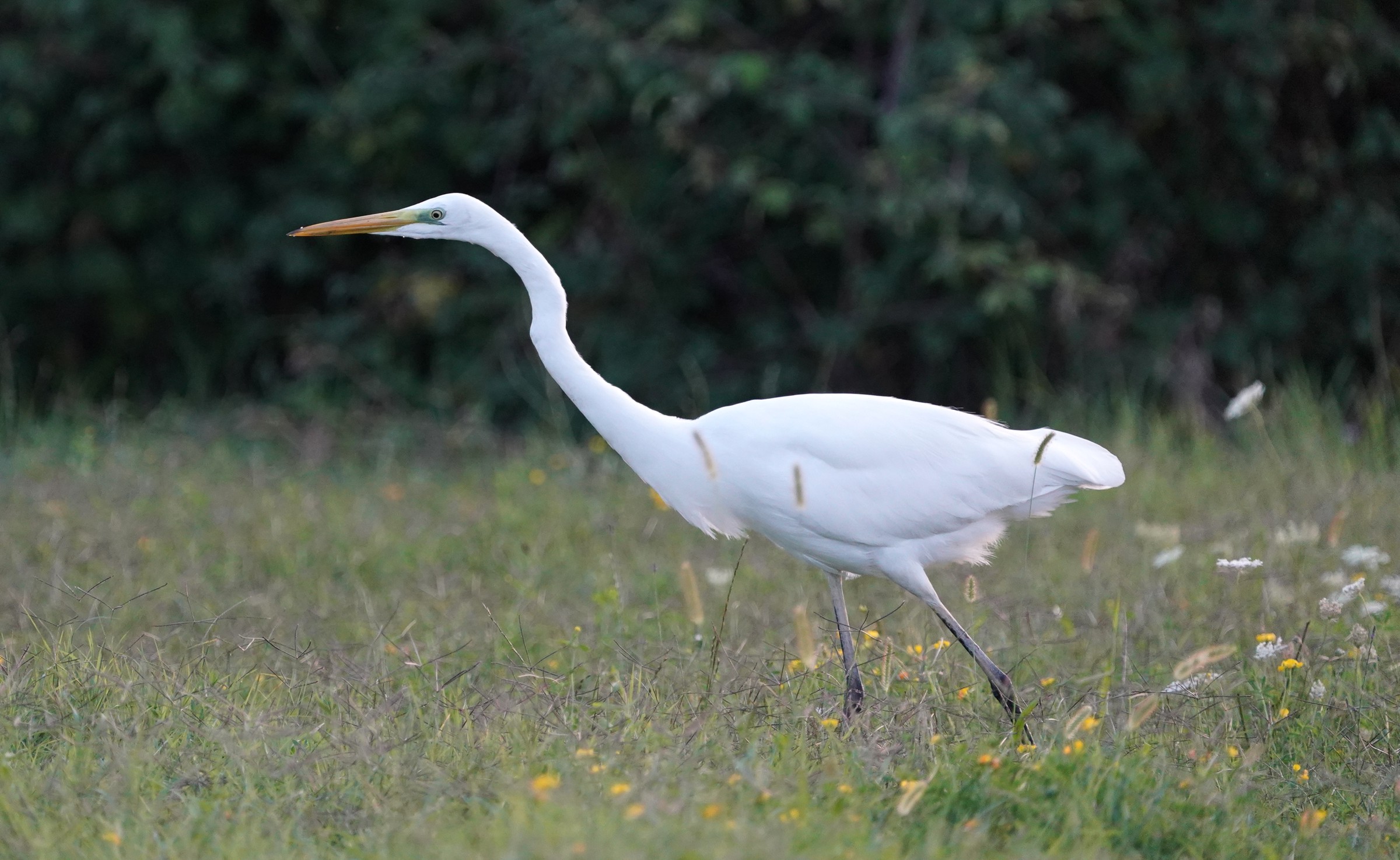 Airone bianco maggiore
