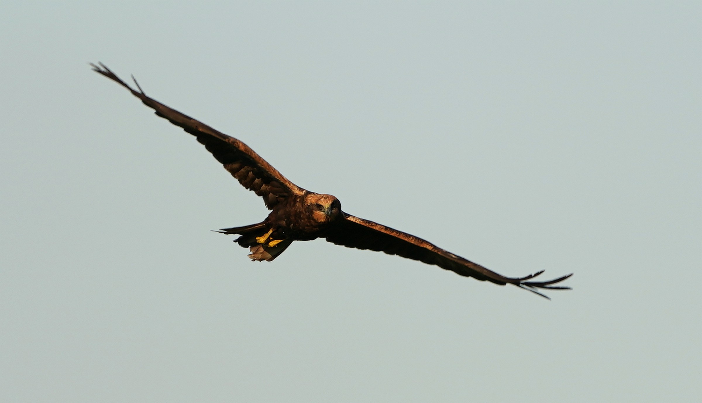 Falco di palude