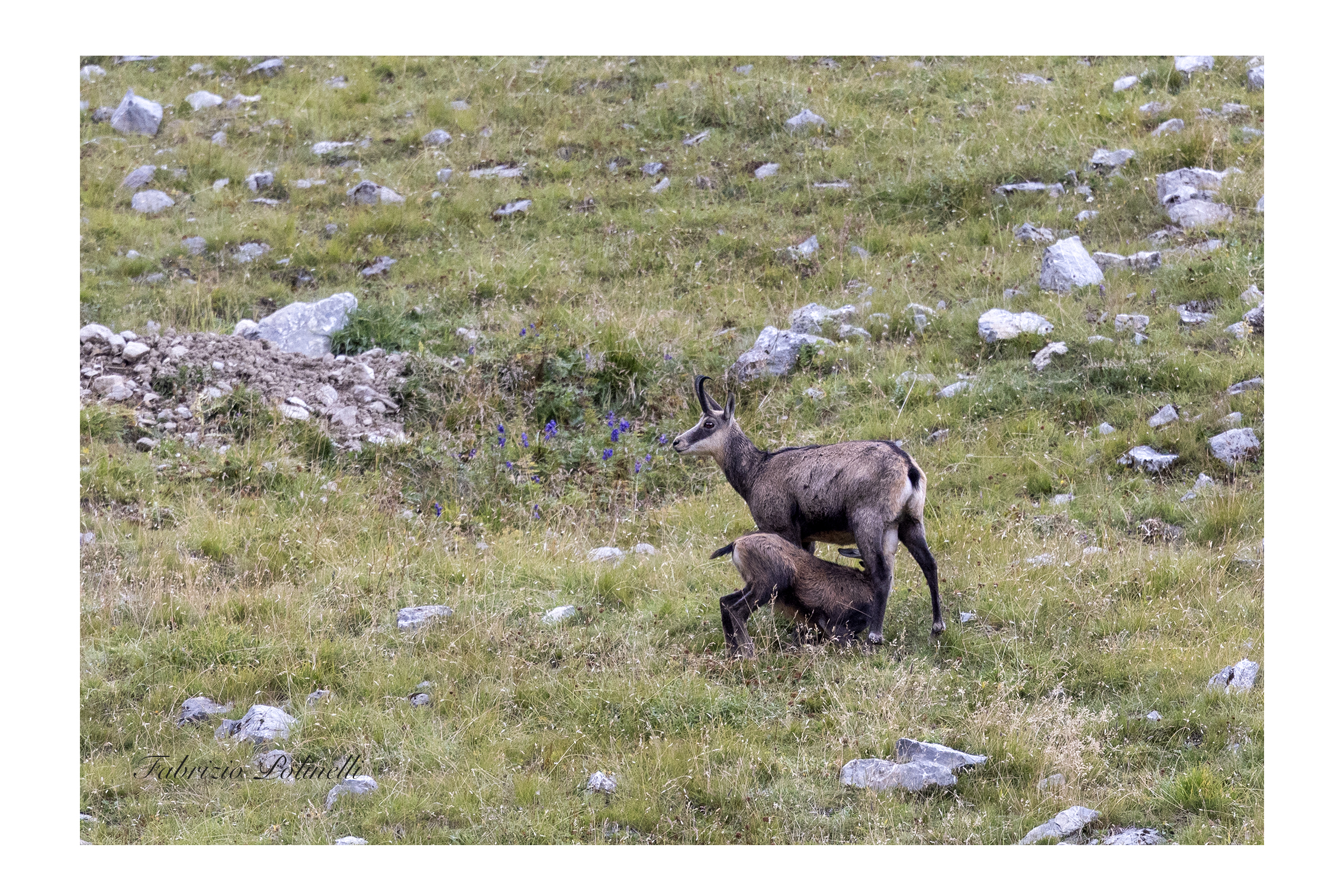 Feeding