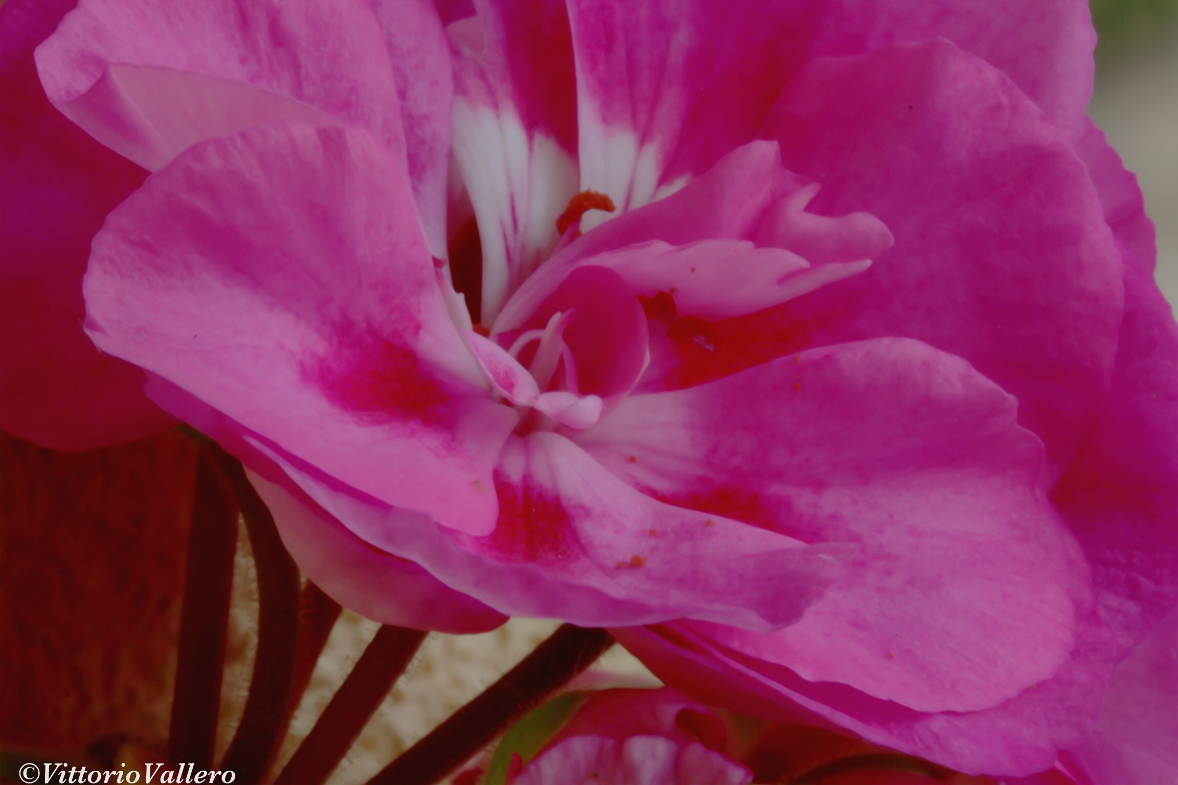 The beauty of geranium