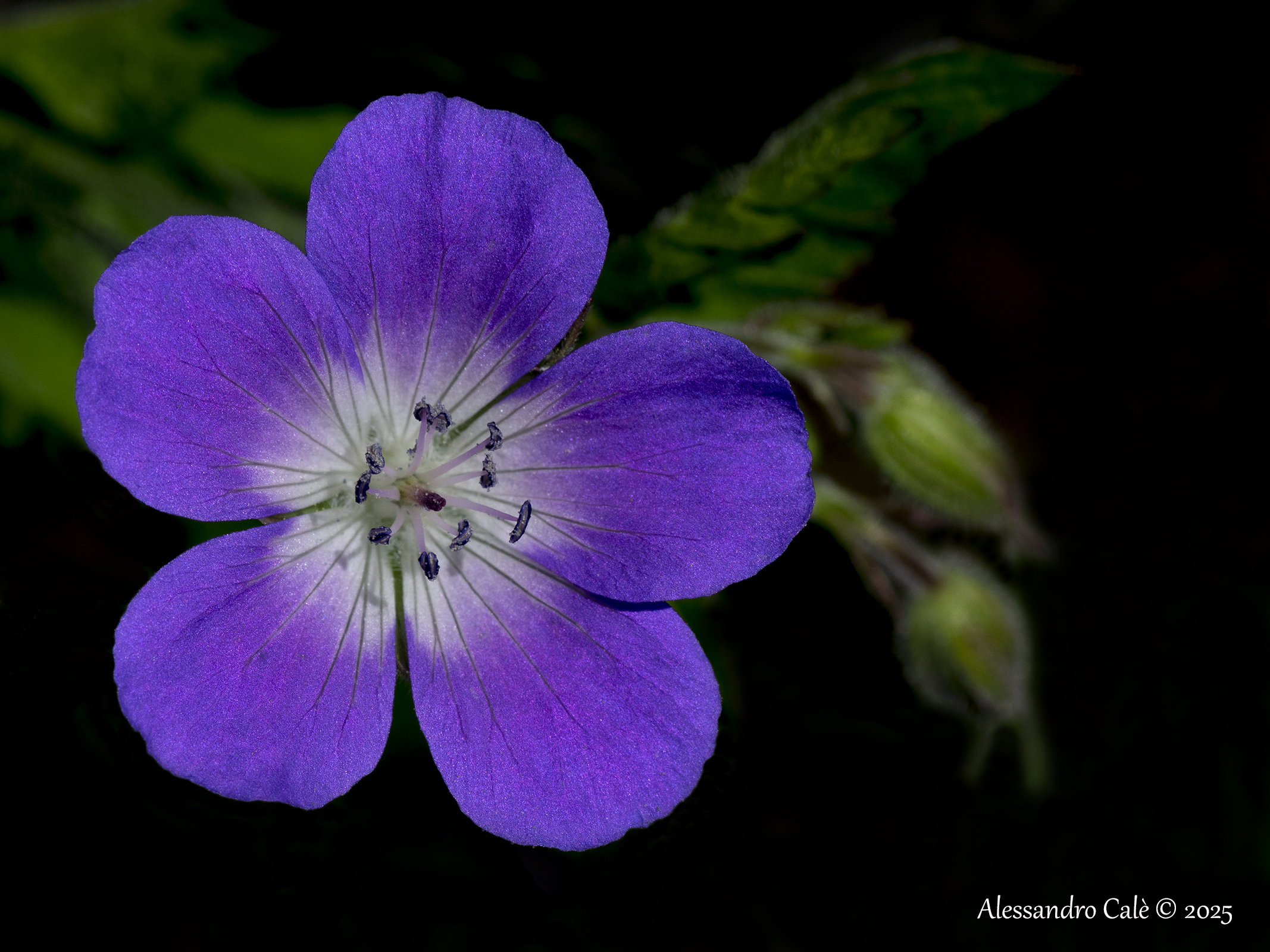 Geranium sylvaticum 3319